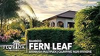 Vista 2 de Hoja de helecho de bambú Planta de tamaño grande de 1 galón Bambusa multiplex Pantalla de privacidad de bambú aglutinante Seto de rápido