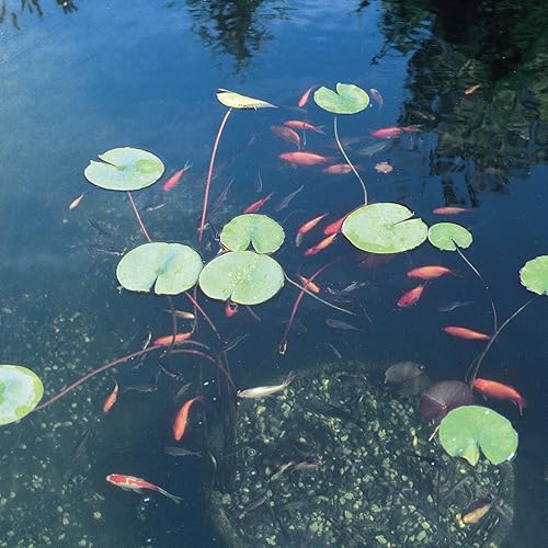 Miniatura 3 de OASE 706759403504 032207 Vitronic 36 Uv Clarificador para estanque