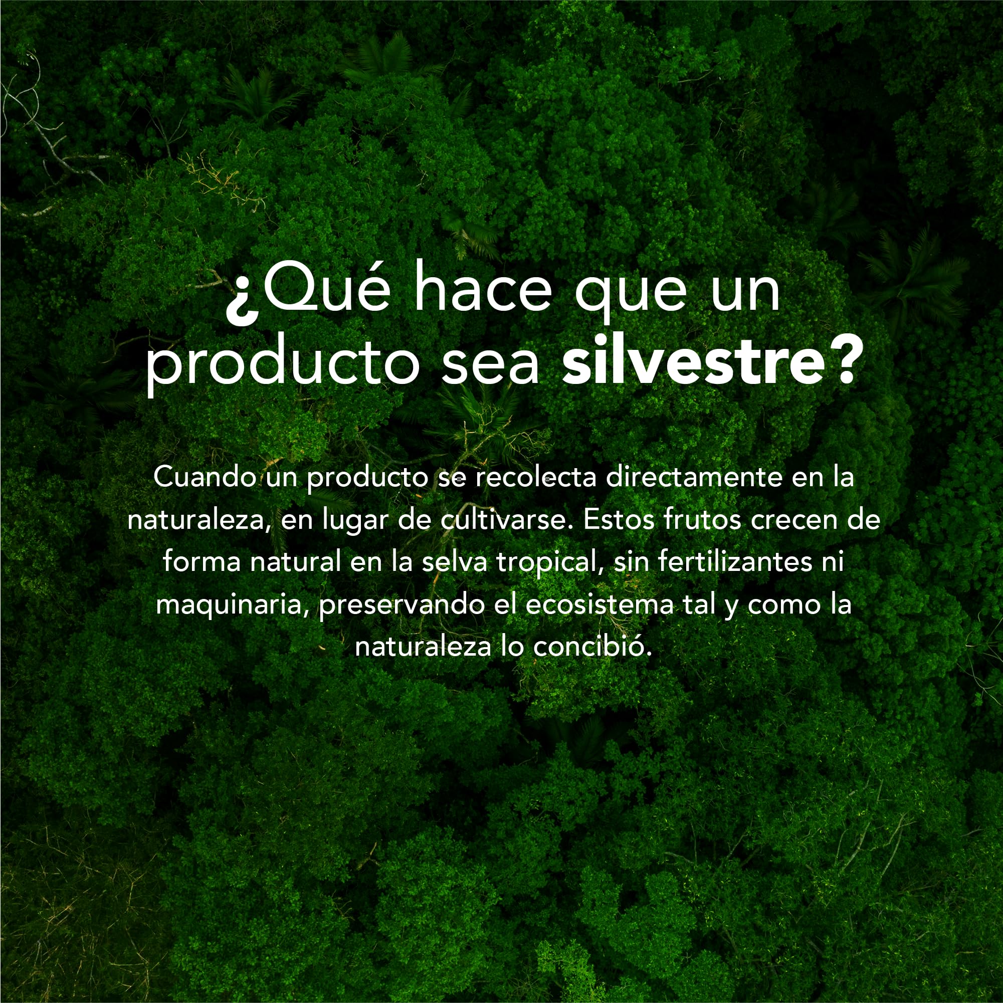 Brazil Nuts It’s Good Energy Nueces del Brasil Salvajes Orgánicas | Nueces del Brasil crudas | 100% de crecimiento silvestre, recolectadas de forma sostenible | Ricas en selenio