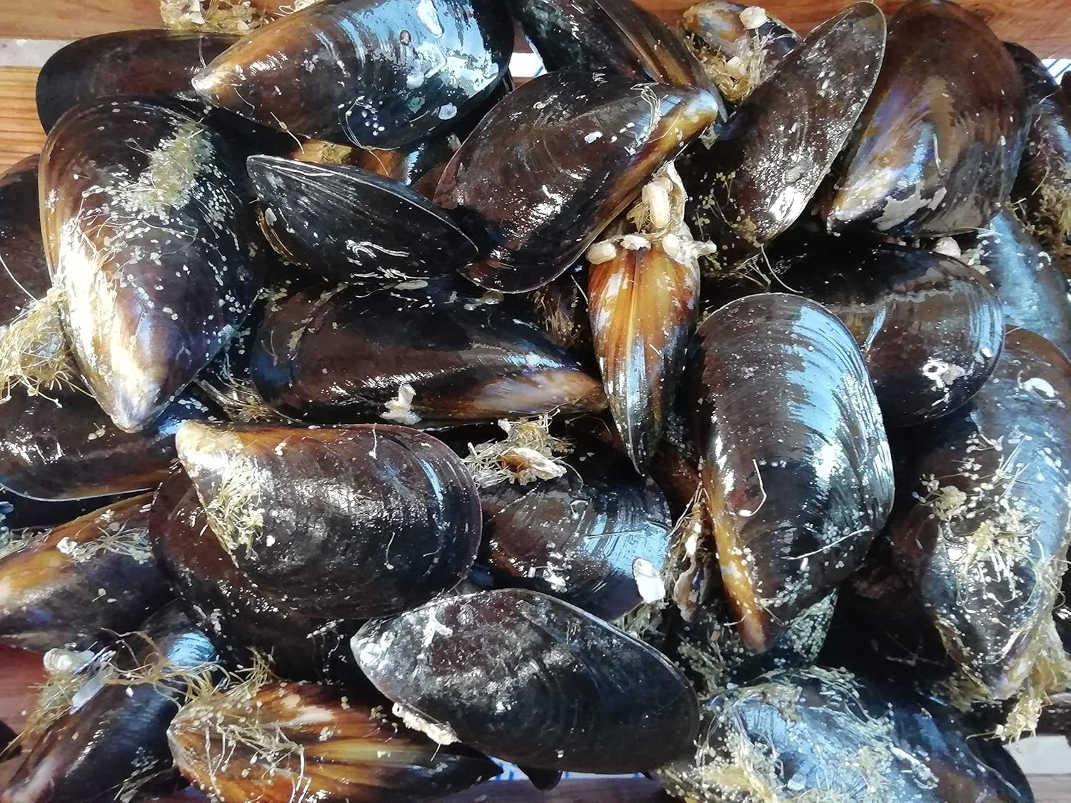 Amazon 産直丸魚 三陸産 活 ムール 貝 殻付き 1kg入 しゅうり貝 しうり貝 日和貝 ムール 洋野町種市のさかなや 産直丸魚 貝類 通販 Amazon 産直丸魚 三陸産 活 ムール 貝 殻付き 1kg入 しゅうり貝 しうり貝 日和貝 ムール 洋野町種市のさかなや 産直丸魚 貝類 通販