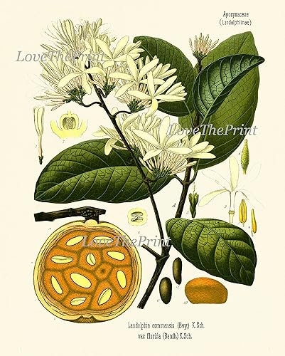 Miniatura 7 de LoveThePrint Botanical Fruit Flower Wall Art Print Set of 16 Antique Beautiful Lemon Grape Pomegranate Orange Lime Papaya Nuts Tropical Fruit Tree