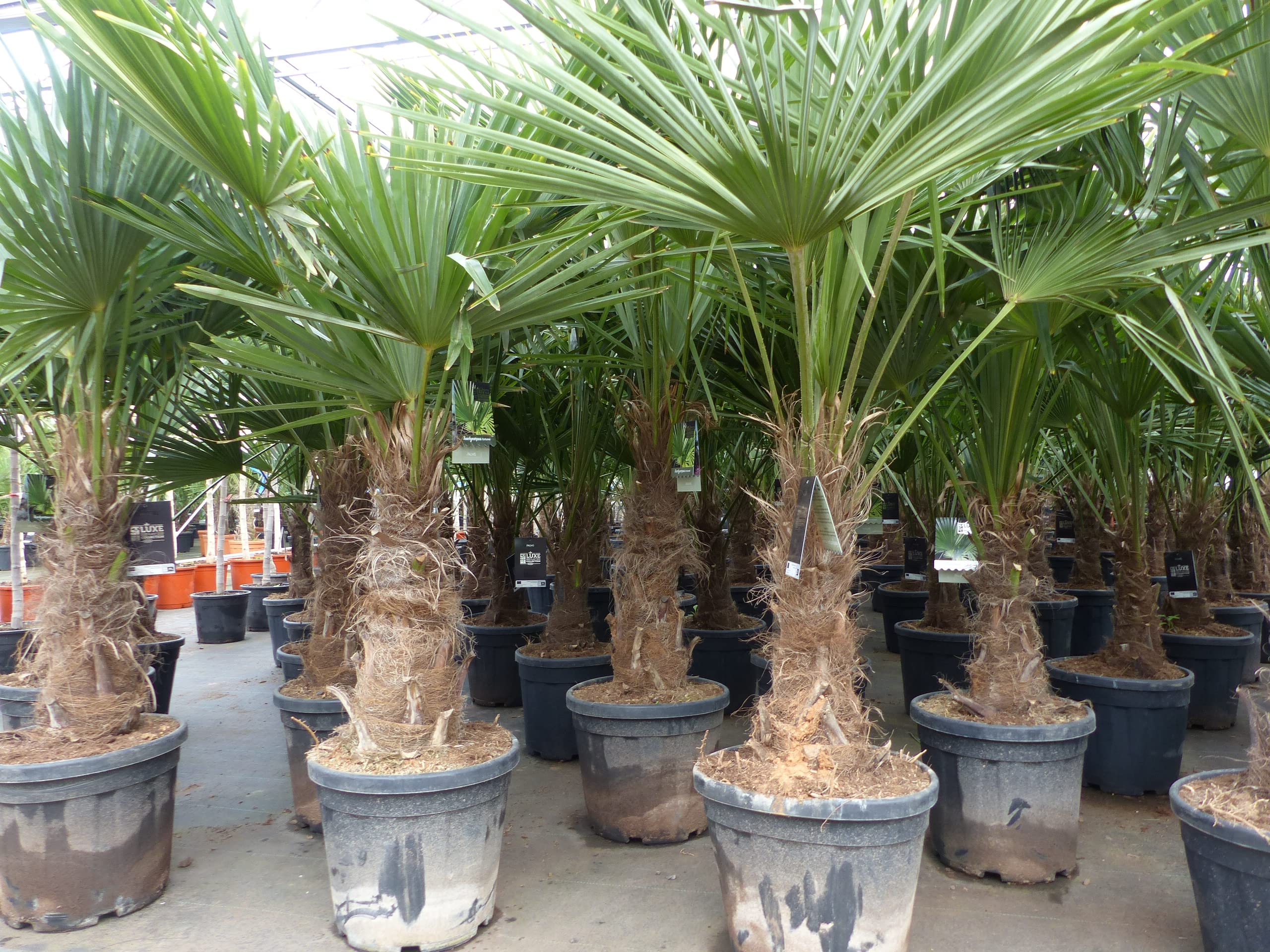 gruenwaren Palme XL Stämme winterhart Trachycarpus fortunei