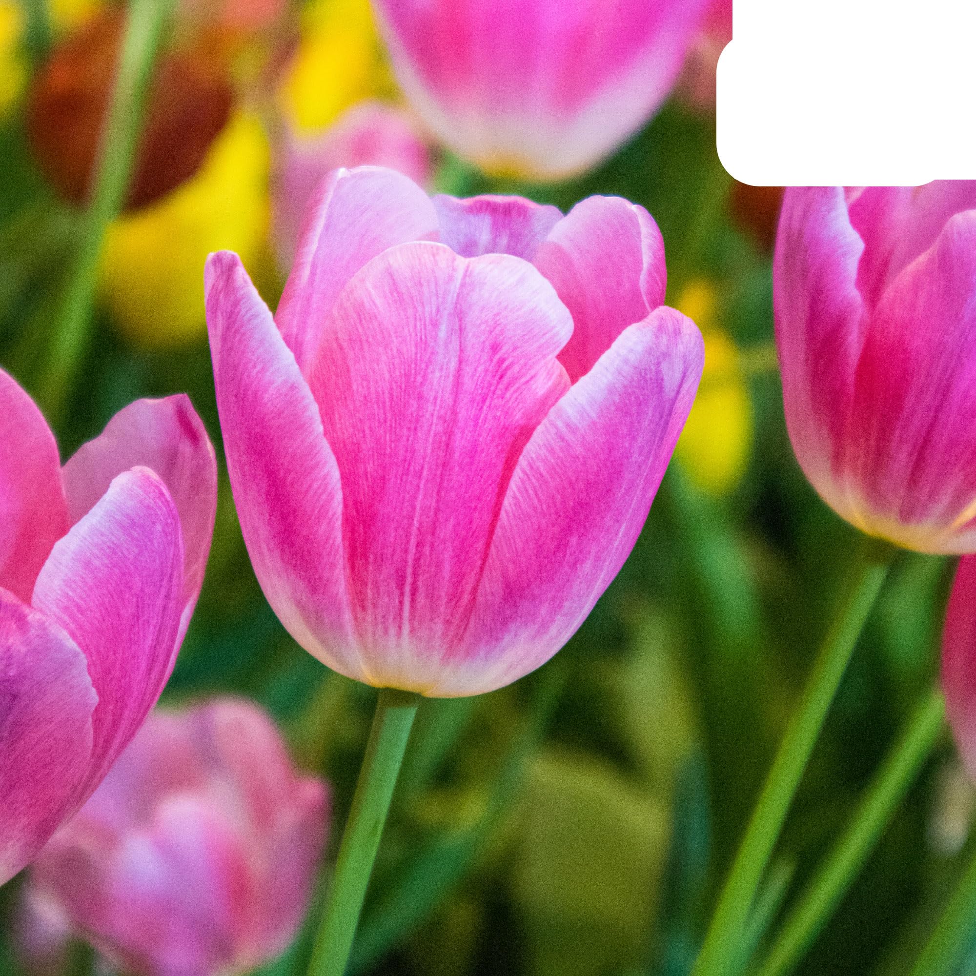 Bulbos de tulipán 'Dynasty' | 20 unidades | Tulipán rosa - 30-50cm - Ø10-12cm - Multitrato - bulbo de flor - Planta de jardín