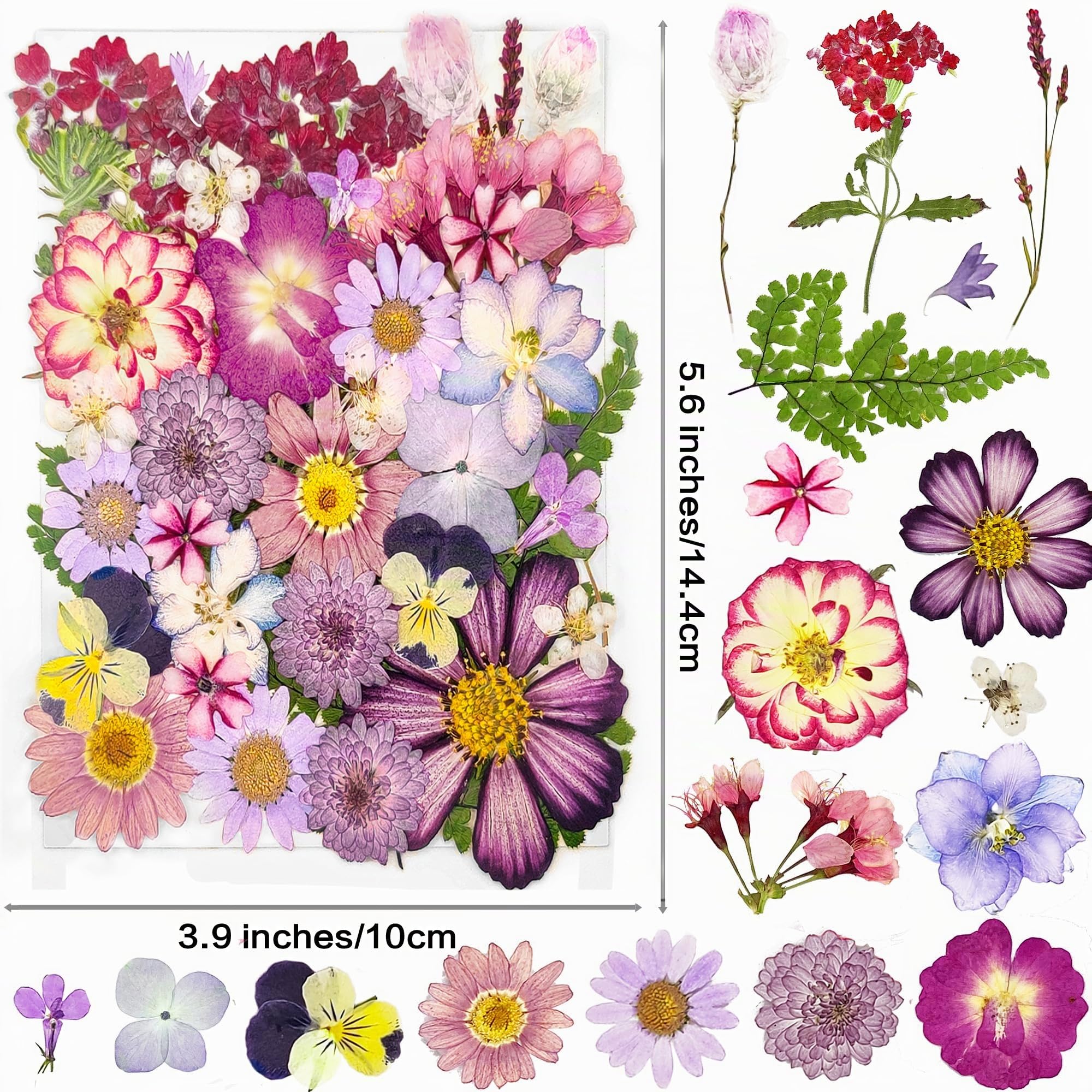 Flores prensadas moradas secas para moldes, flores naturales reales para bricolaje, velas, decoración uñas, jabón, fundas teléfonos