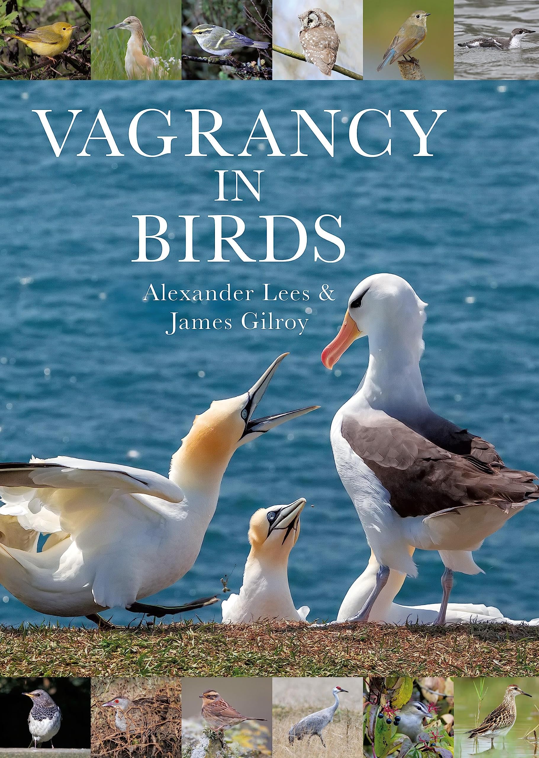 Vagrancy in Birds.by Gilroy,  New 9781472964786 Fast Free Shipping.#+,.#