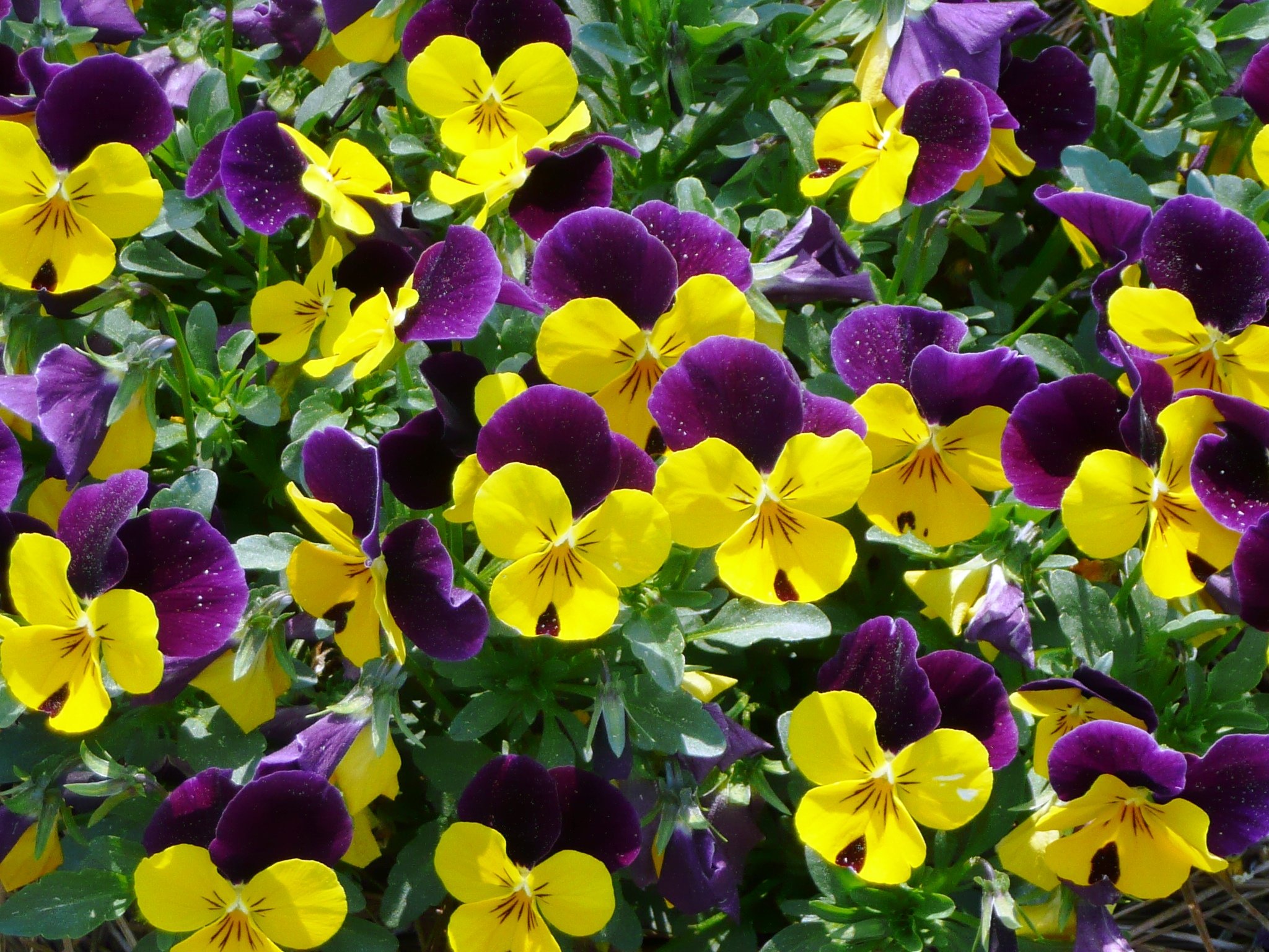 alkarty Viola Flower Seed with Growing Soil 20 Seeds per Packet (B01LZJIGT9) Amazon Price History, Amazon Price Tracker