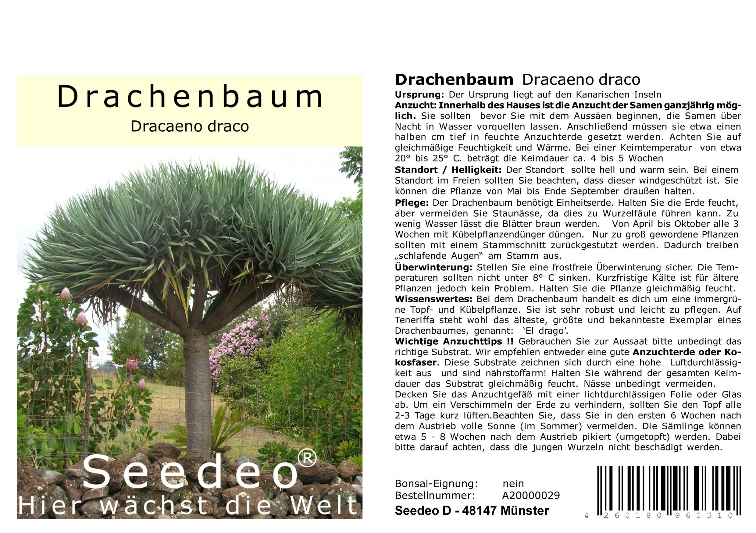 Seedeo Drachenbaum (Dracaena draco) 6 Samen : Amazon.de: Garten