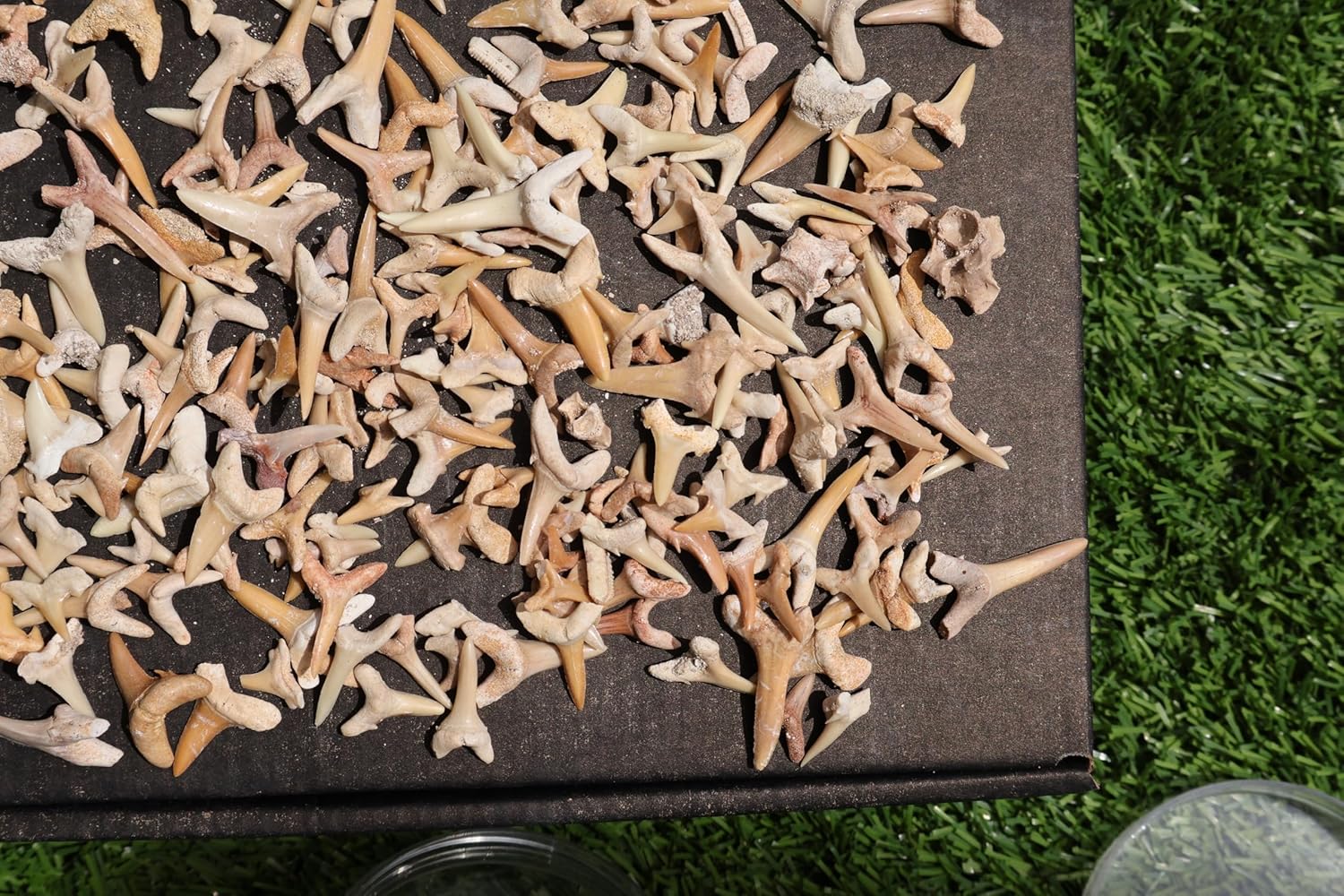 Great Collection of Shark Teeth Fossil Shark Teeth Fossils for Kids Fossils from Morocco A249