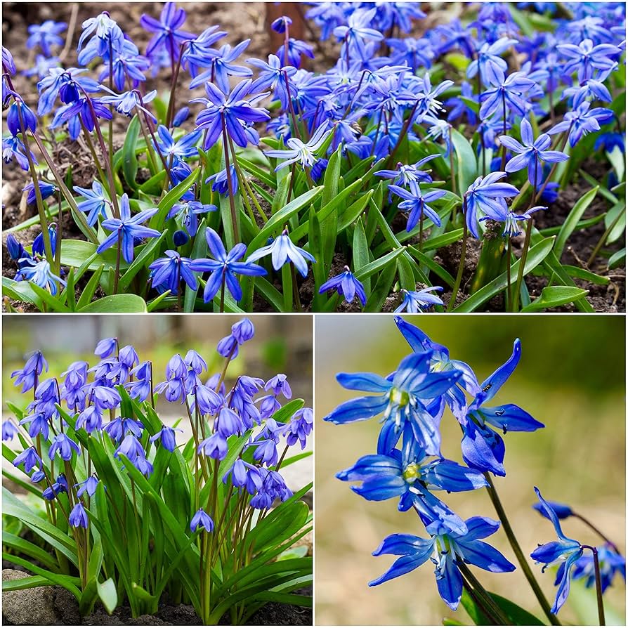 Scilla Siberica 'Alba' (White Siberian Squill) - World Of Flowering Plants