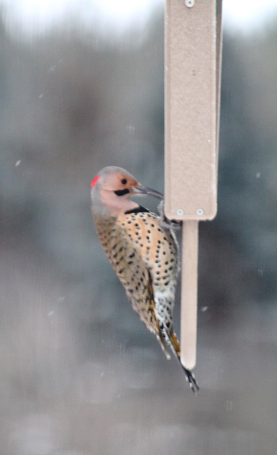 Kettle Moraine Recycled Plastic Double Suet Cake Tail Prop Suet Bird Feeder with Hanging Cable