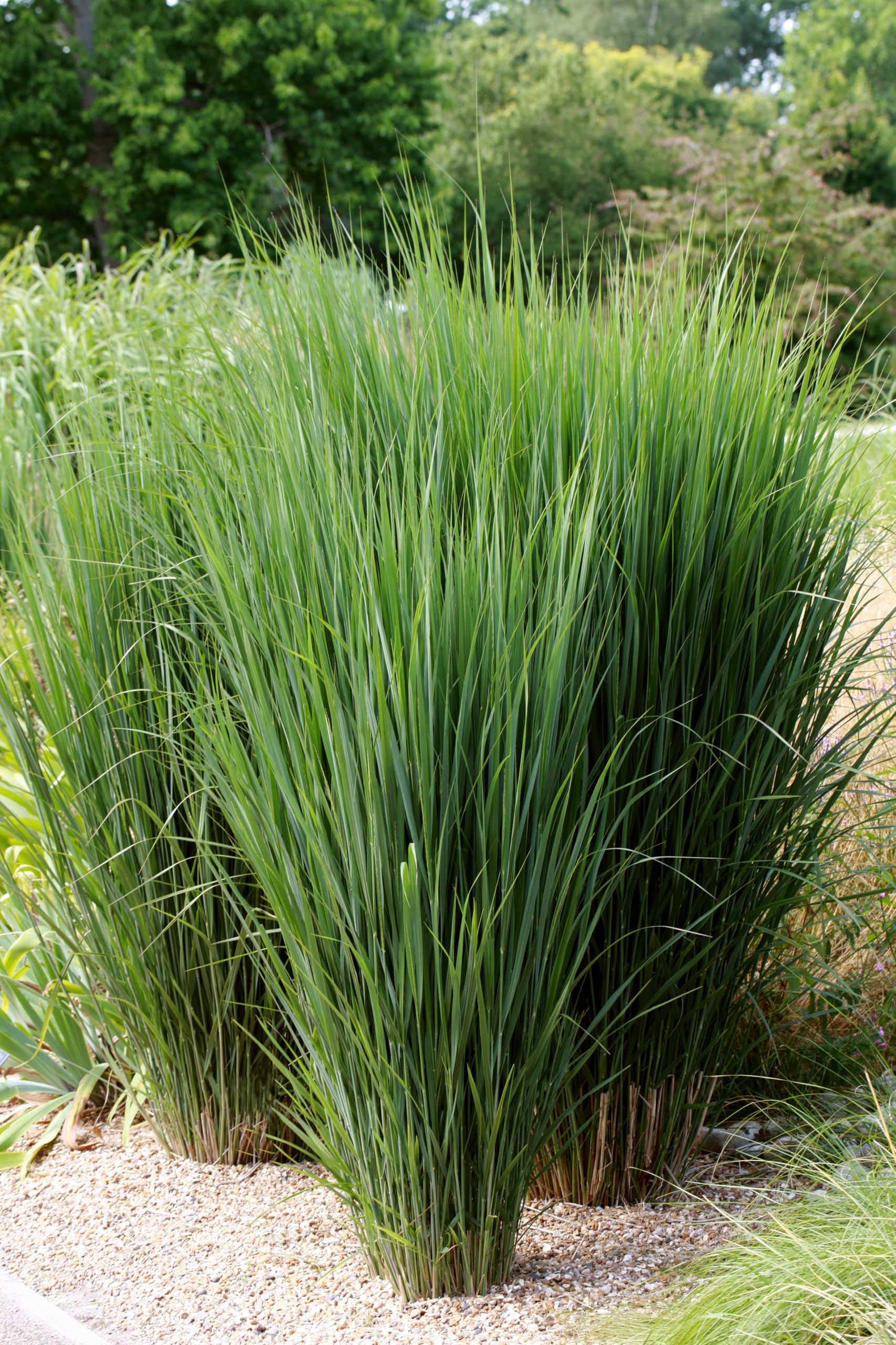 Stauden Gänge 3 x Panicum virgatum 'Northwind' im 1 Liter Topf (Ziergras/Gräser/Winterhart/Mehrjährig/Staude) Reisen Rutenhirse - TOP SORTE/EXTREM AUFRECHT - Perfekt für als Sichtschutz