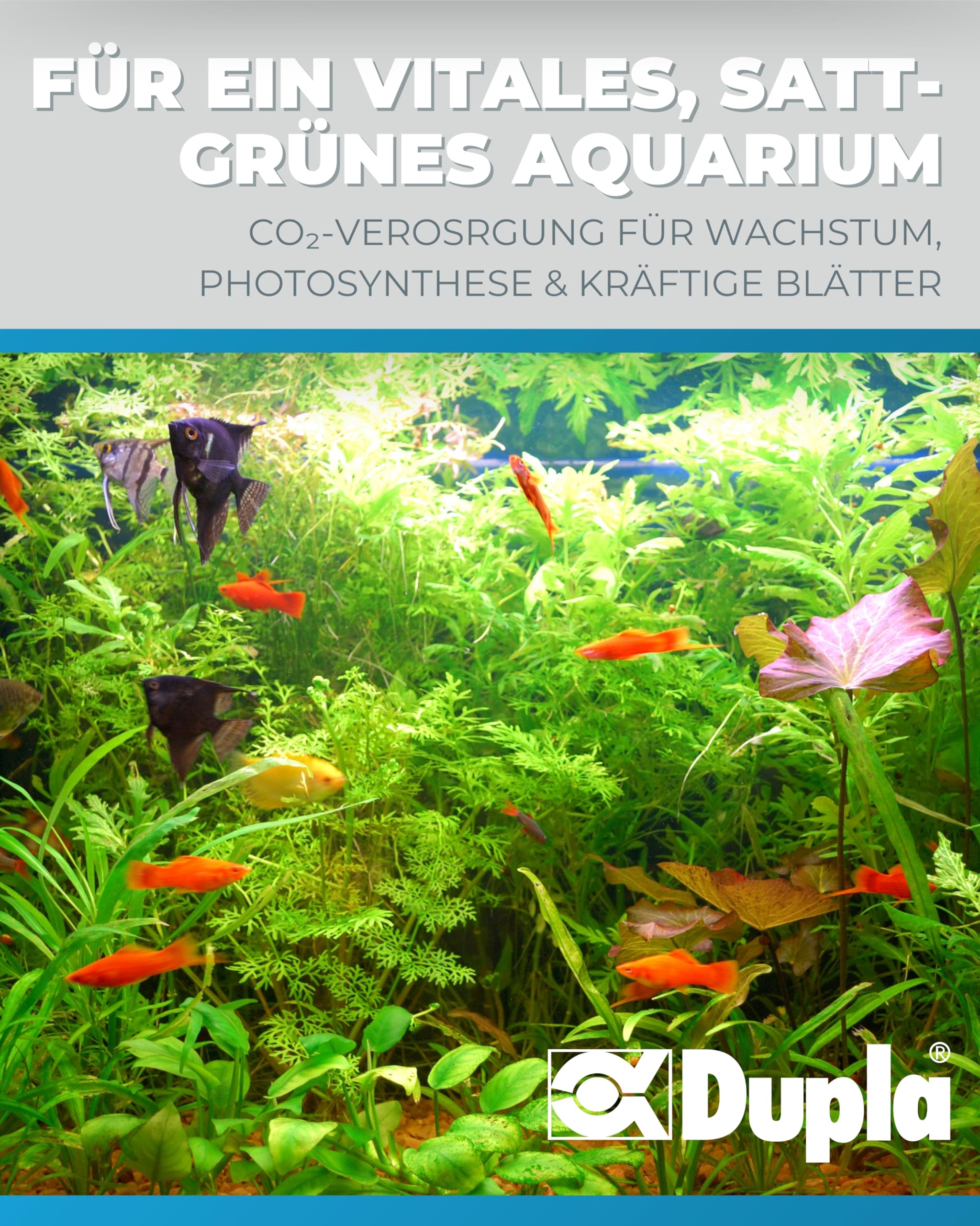 Dupla Profi CO2-Set 250 I Professionelles CO2-System für Aquarien bis 250 l I Präzise CO2-Anlage mit Armatur Pro, Zerstäuber, Dauertest, Silikonschlauch und Plant 24 Dünger