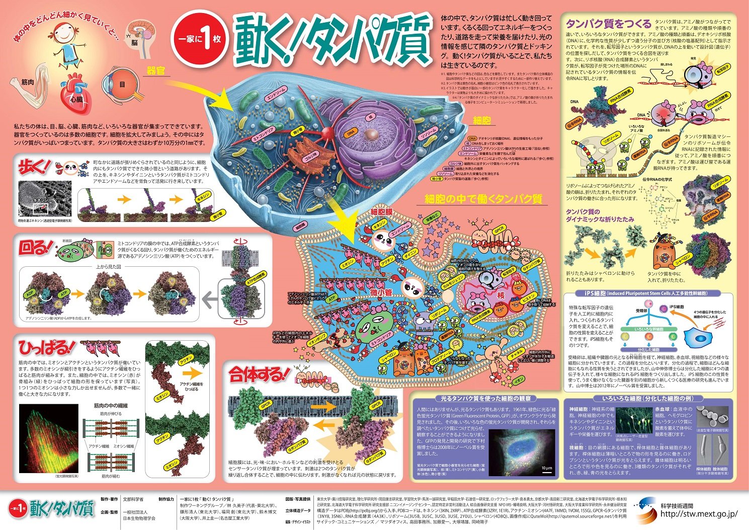 Amazon.co.jp: 文部科学省「一家に1枚」ポスター『動く!タンパク質