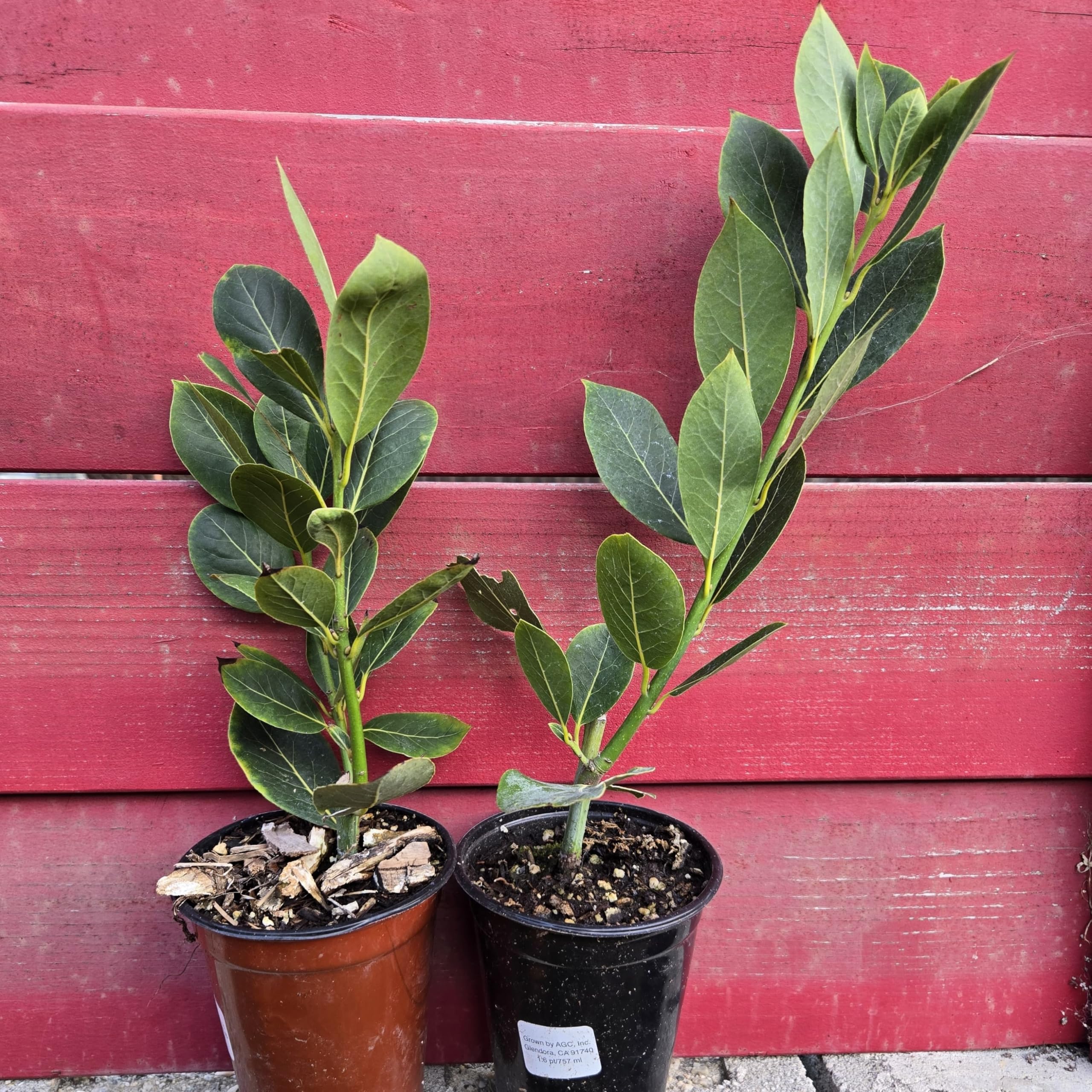 Mediterranean Bay Leaf 2-Pack
