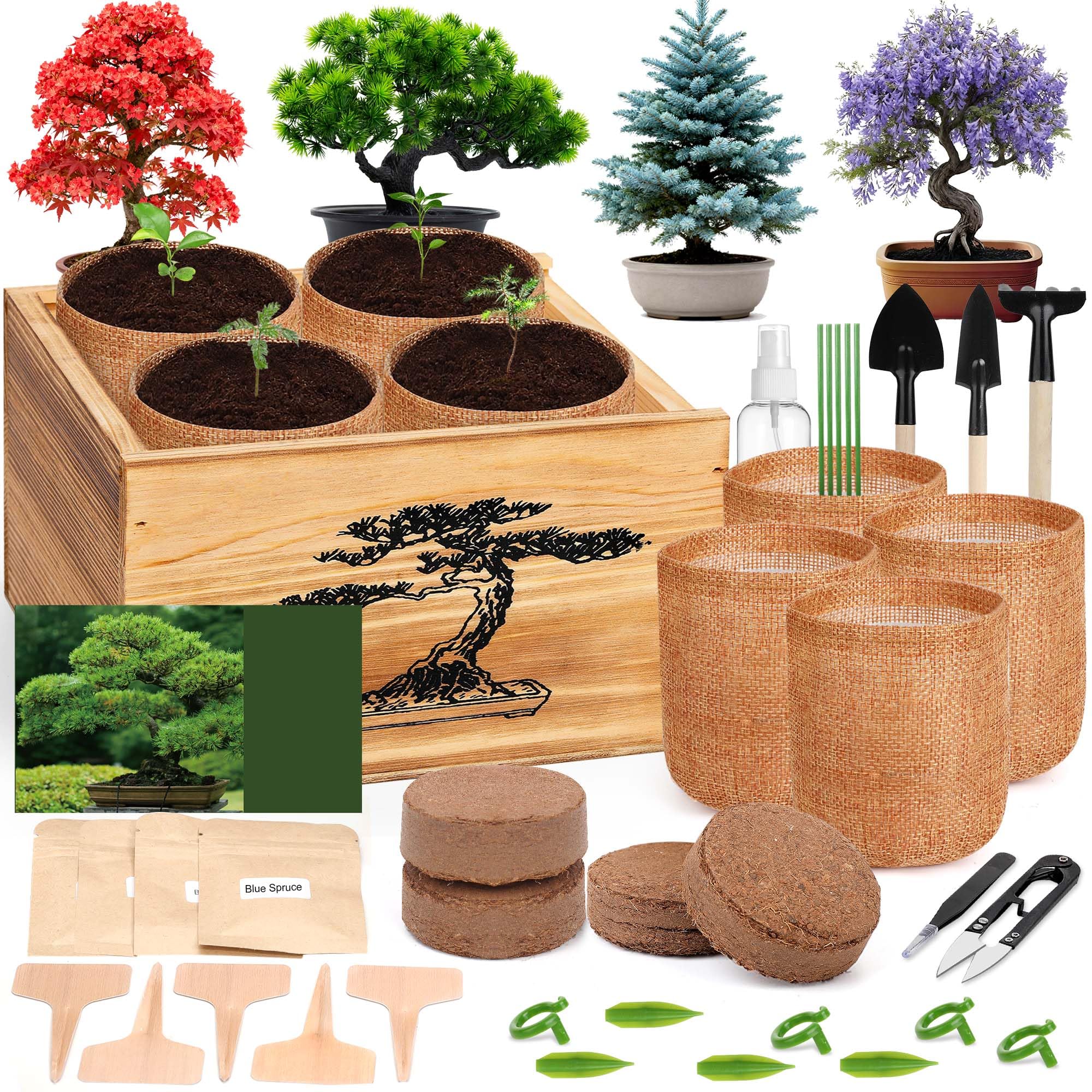BuggyBeds 4 Pack Bonsai Tree Kit