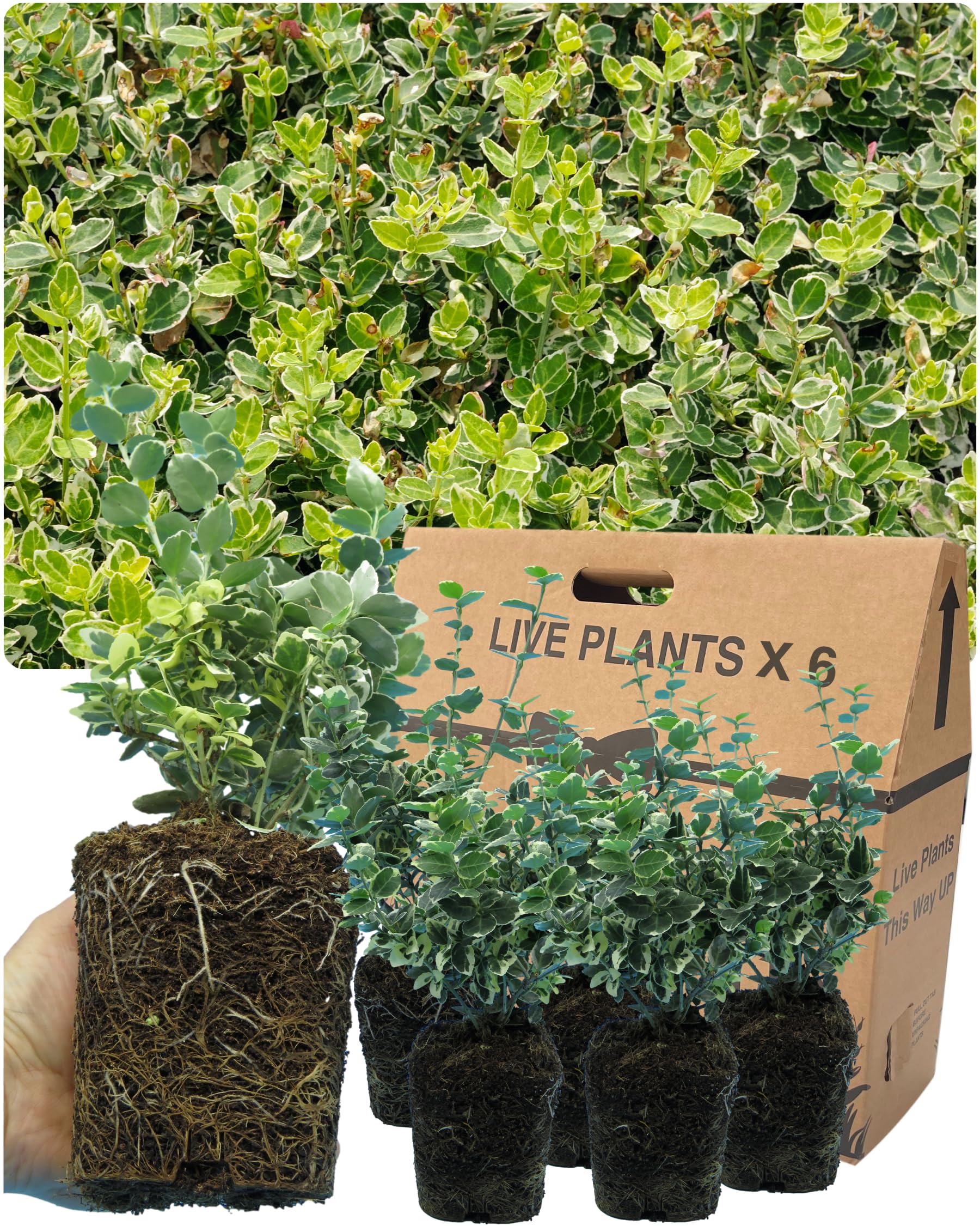 6 Perennial Euonymus Plant Collection - Small Leaf Emerald Gaiety. Established Rootball. Easy Care Ornamental Hardy Evergreen Garden Ready Outdoor Shrubs. for Hedging, Borders or Patio Containers — image 1