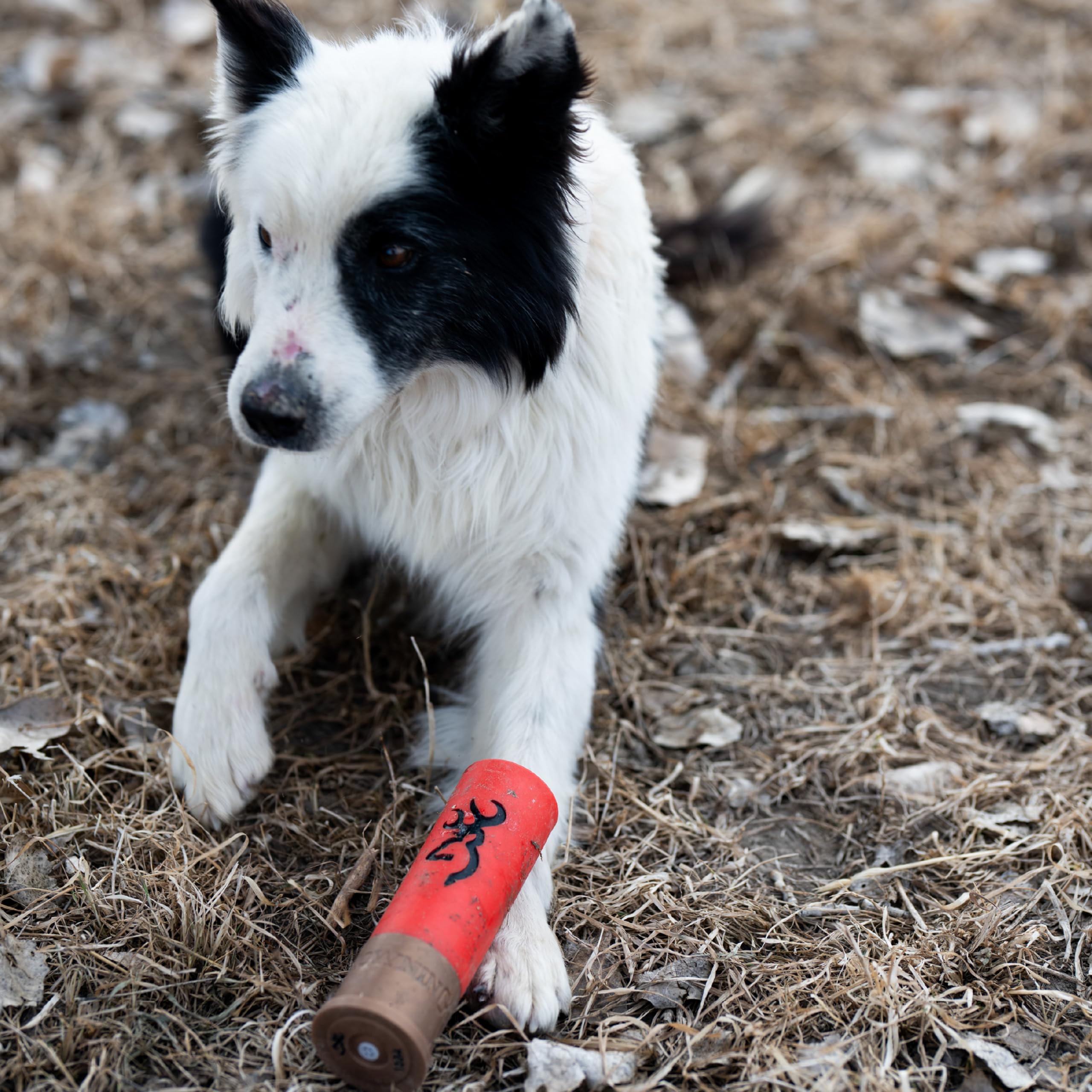 Browning Jouets pour Animaux de Compagnie, Jouets durables pour Chien à Tirer et rapporter, Jouet couineur en Coquille Rouge