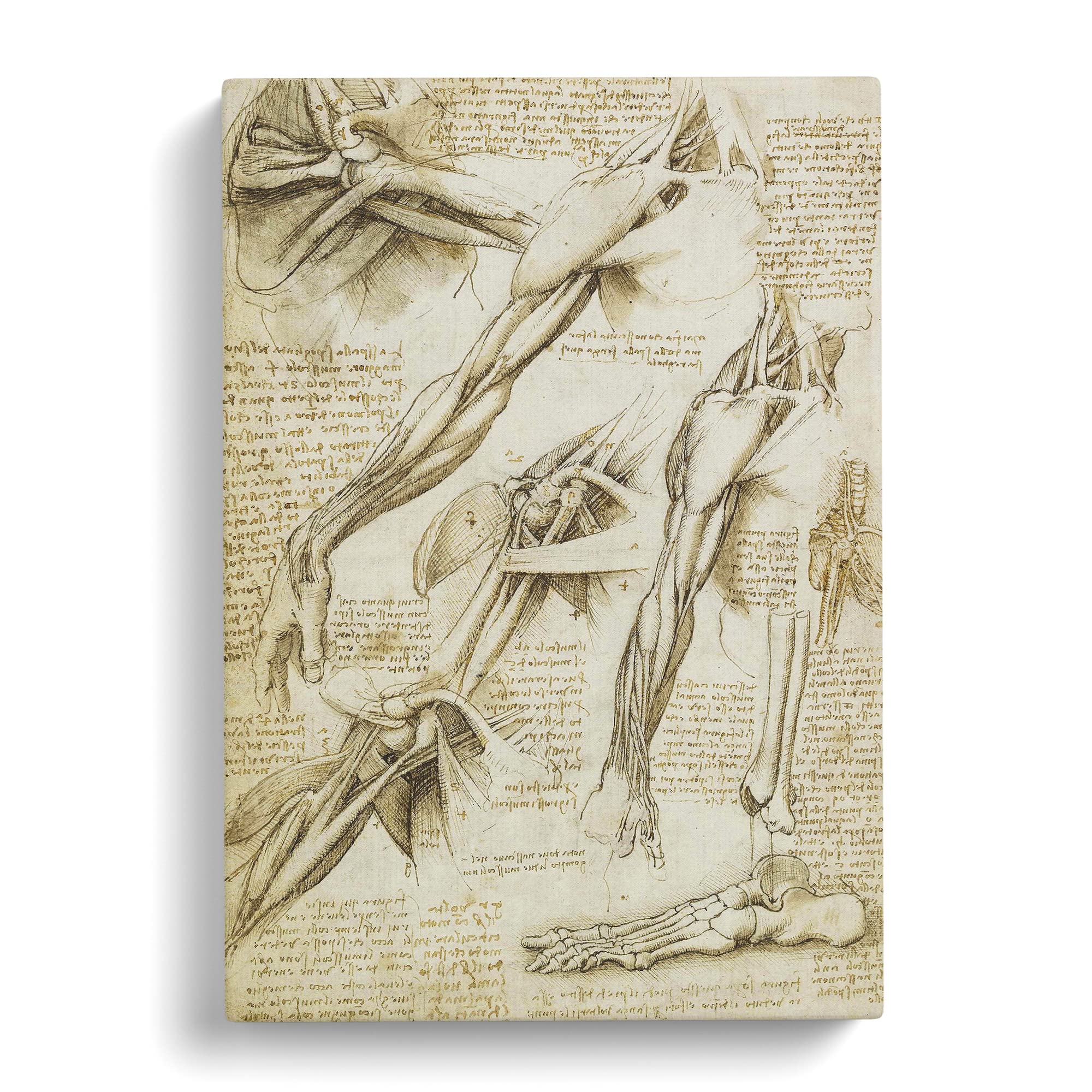 Human Anatomy Vol.1 By Leonardo Da Vinci Canvas Print, Mixed, 25L x 50W cm - Image 2
