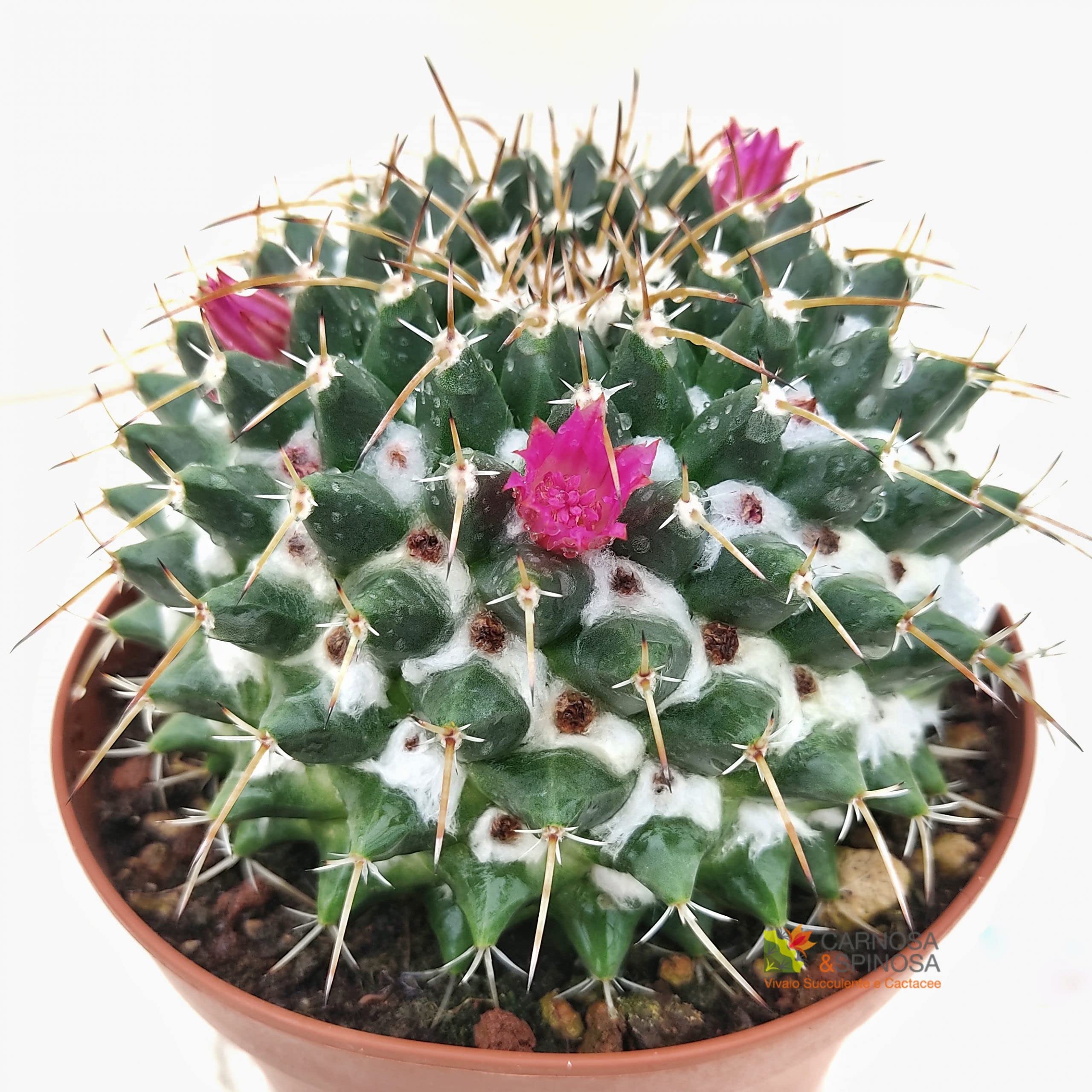 See full amazon price history chart for M.D. FARM AND NURSERY| liveMammillaria Compressa - Mother of Hundreds M.D. FARM AND NURSERY| liveMammillaria Compressa - Mother of Hundreds (B0BPC3QC7L) Amazon Price History, Amazon Price Tracker