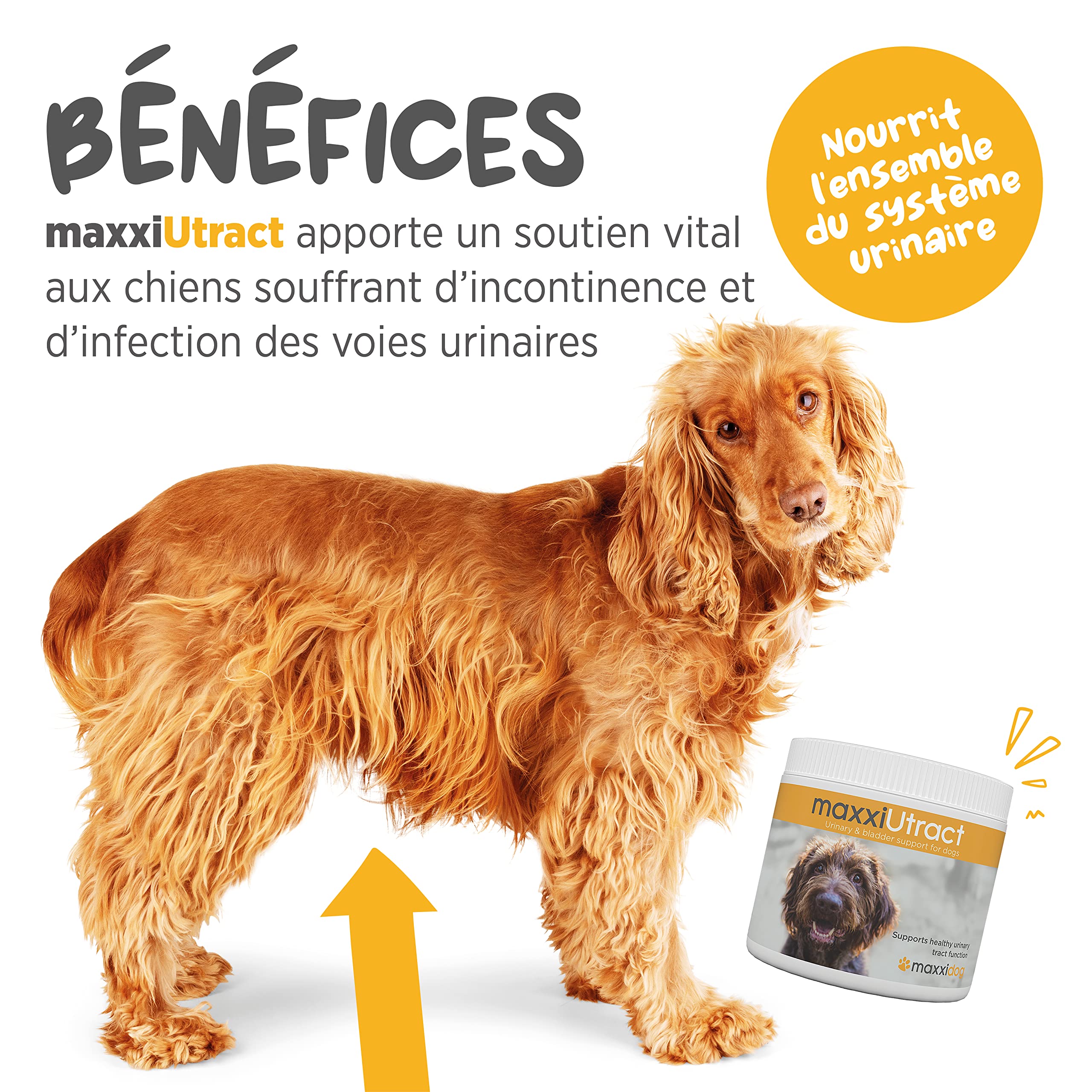maxxipaws – maxxiUtract Canneberge Complément Alimentaire Urinaire pour la Vessie des Chiens – Supplément Canin pour Le Contrôle de la Vessie et la Santé des Voies Urinaires (Poudre 150g)