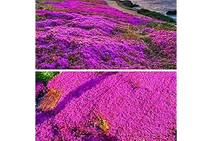 20,000+ Magic Creeping Thyme Lawn Seeds