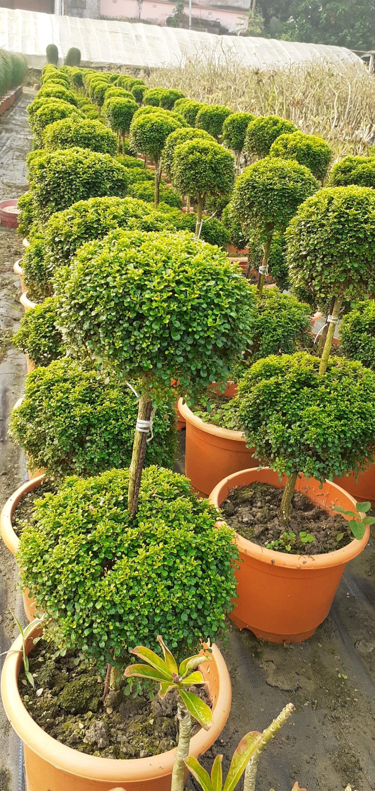 Live Table Kamini Bonsai Plant in Pot, Indoor Decorative Oxygen Plant for Home, Office, Table Display (PACK OF 1) NLH_40-image-44