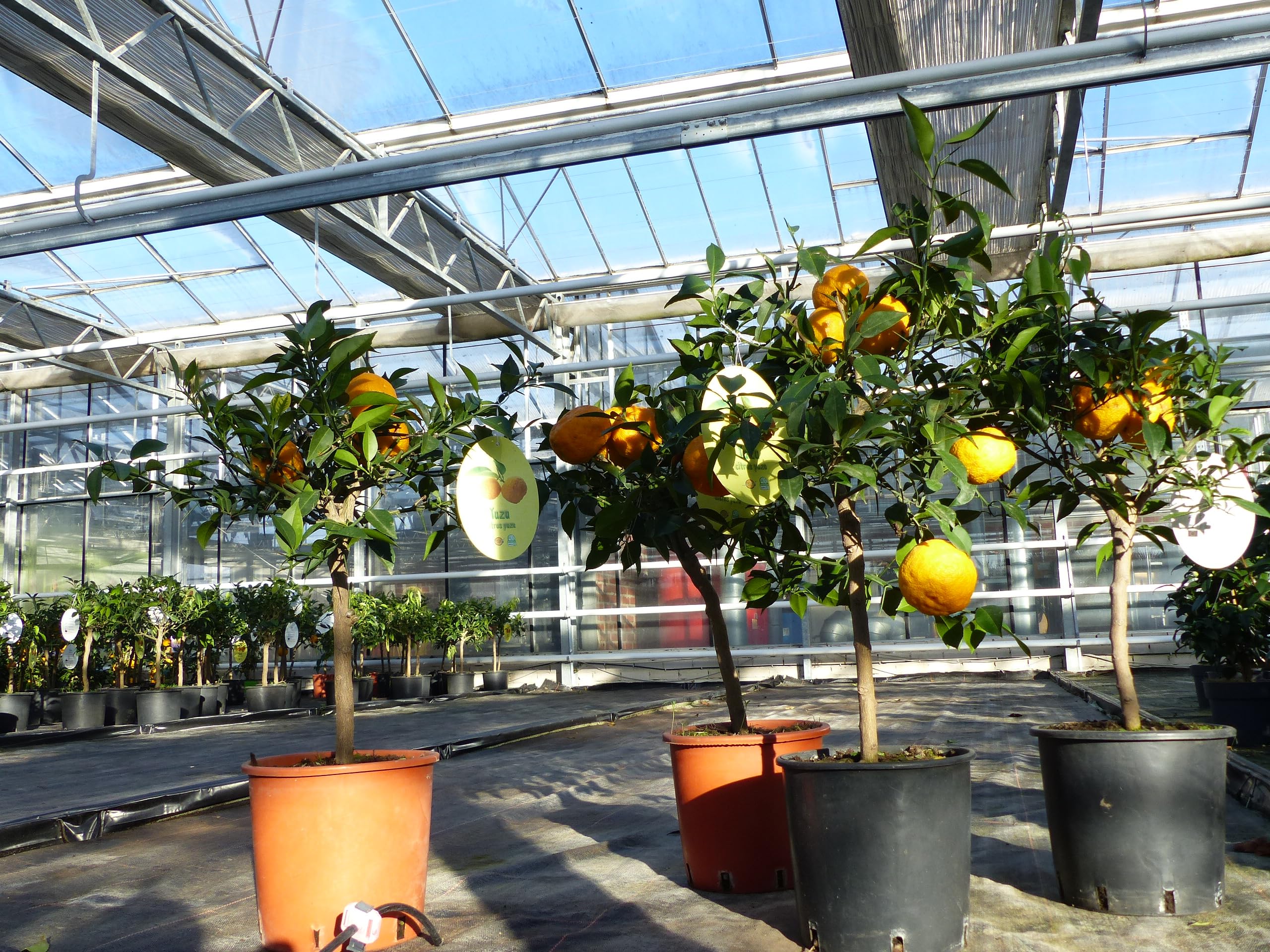 Citrus Yuzu 70-80 cm, Zitronenbaum Zitrone, japanische Zitrone, winterhart