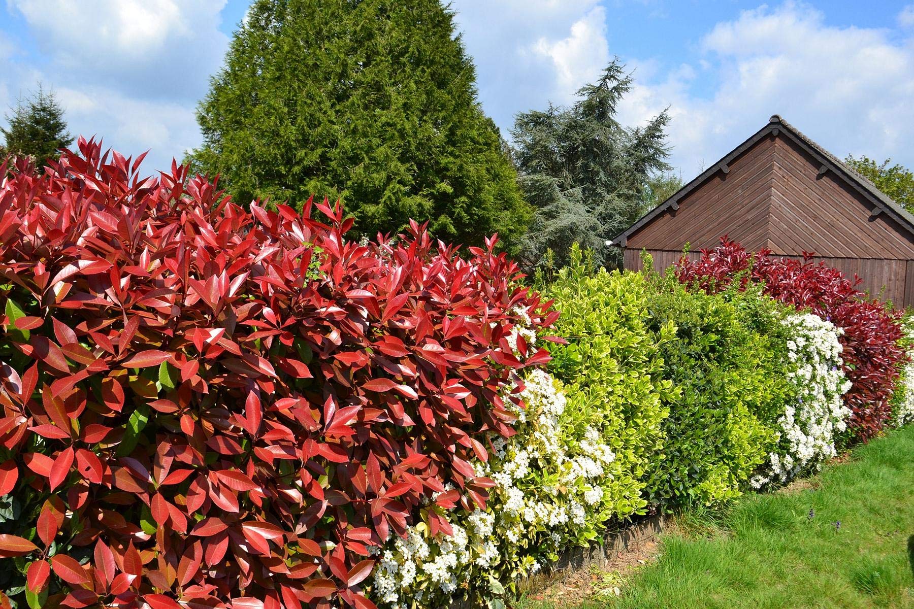 Red Robin Red Shiny 40cm Approx Photinia Fraseri "Red Robin" :  Amazon.com.be: Garden