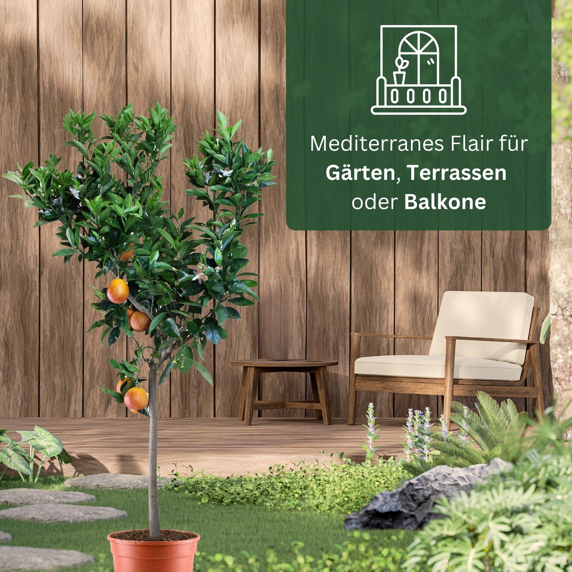 Blutorangenbaum Sanguinello Grande - echte Blutorange - Zitruspflanze - Blood Orange - veredelter Apfelsinenbaum in Gärtner-Qualität (Sanguinello, Grande)