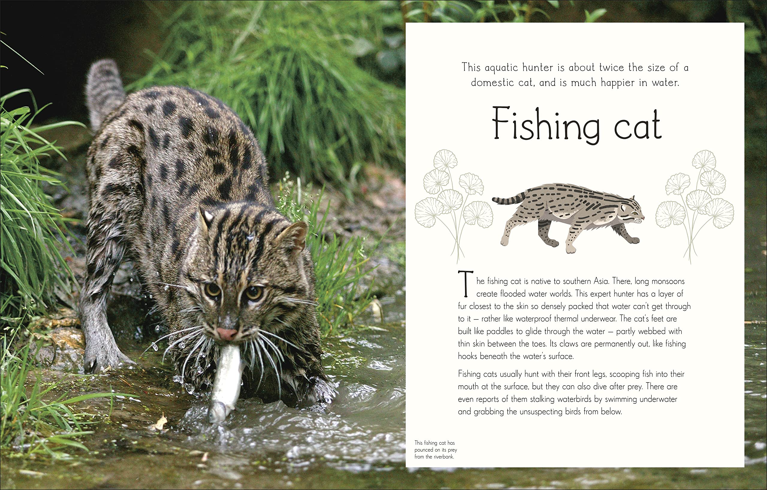 An Anthology of Aquatic Life: Discover the Secret Lives Under the Sea