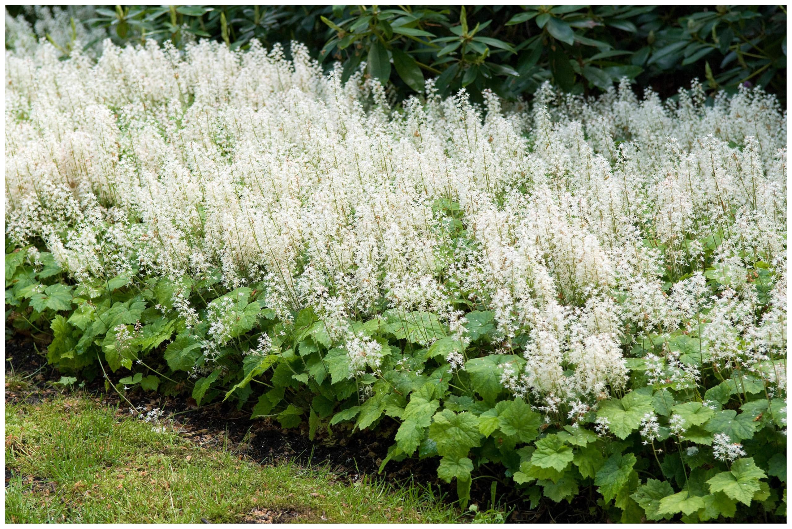 Stauden Gänge 50 x Tiarella cordifolia Schaumblüte winterhart