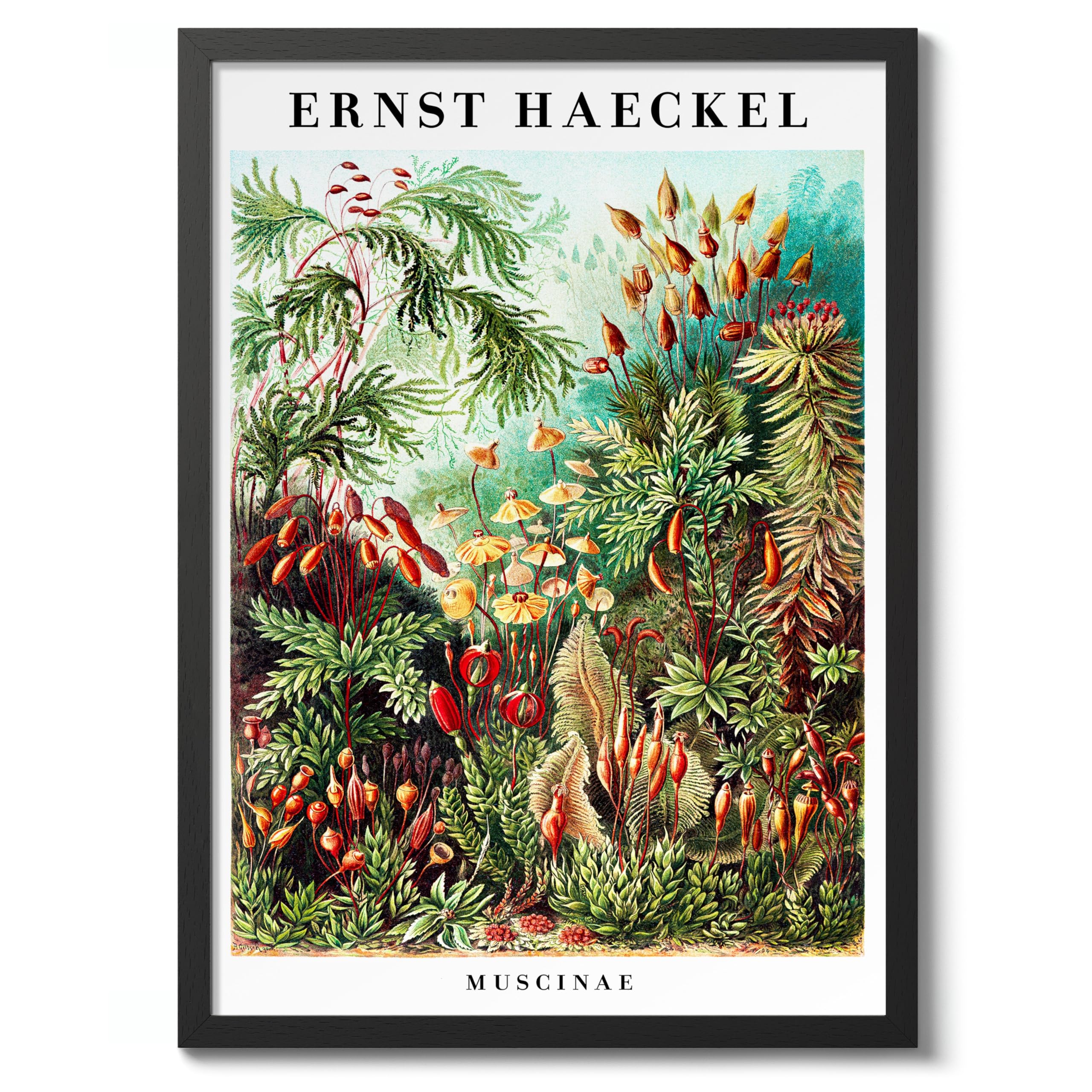 Muscinae Poster, Vintage Botanical Art Prints, Retro Encyclopedia Illustration Wall Art Plants Botany Pictures, Bedroom Living Room Home Decor, A2 (Black Frame) - 62.5x45.1cm