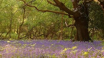 Amazon.com: Nature DVD - Four Seasons Spring - Garden and