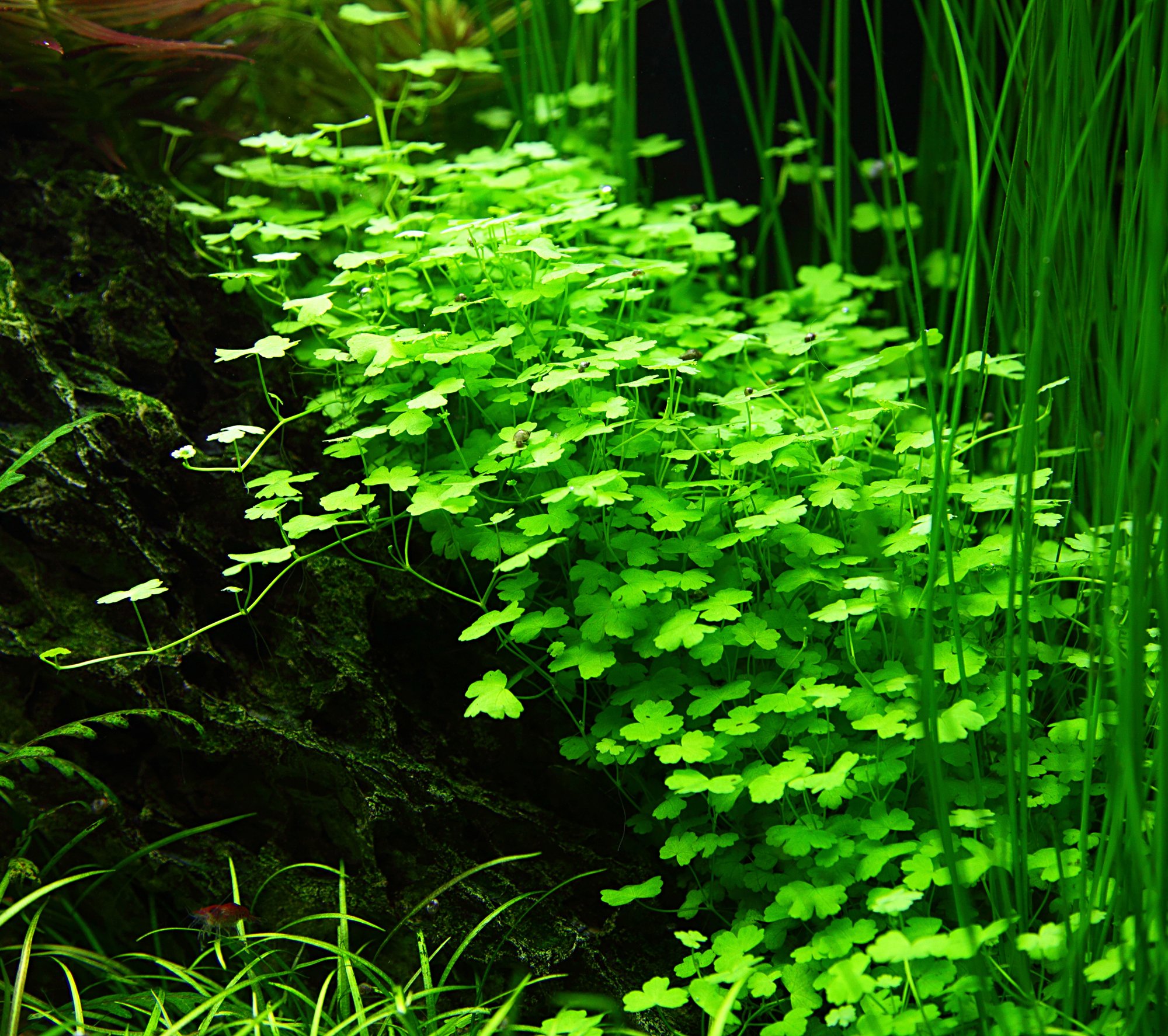 Tropica Hydrocotyle Tripartita 1 2 Grow Tissue Culture In Vitro Live Aquarium Plant Shrimp Safe Snail Free Buy Online In Malaysia At Desertcart