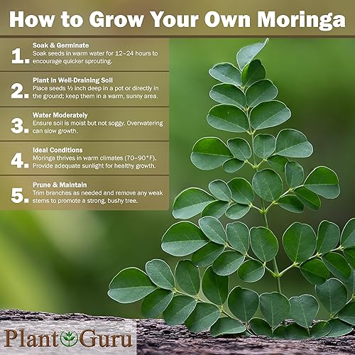 Miniatura 7 de Moringa Seeds sin alas, 5 libras. Variedad PKM1 - Bocadillos comestibles - Plantación - Moringa Oleifera - Malunggay - Semillas de Moringa - Árbol