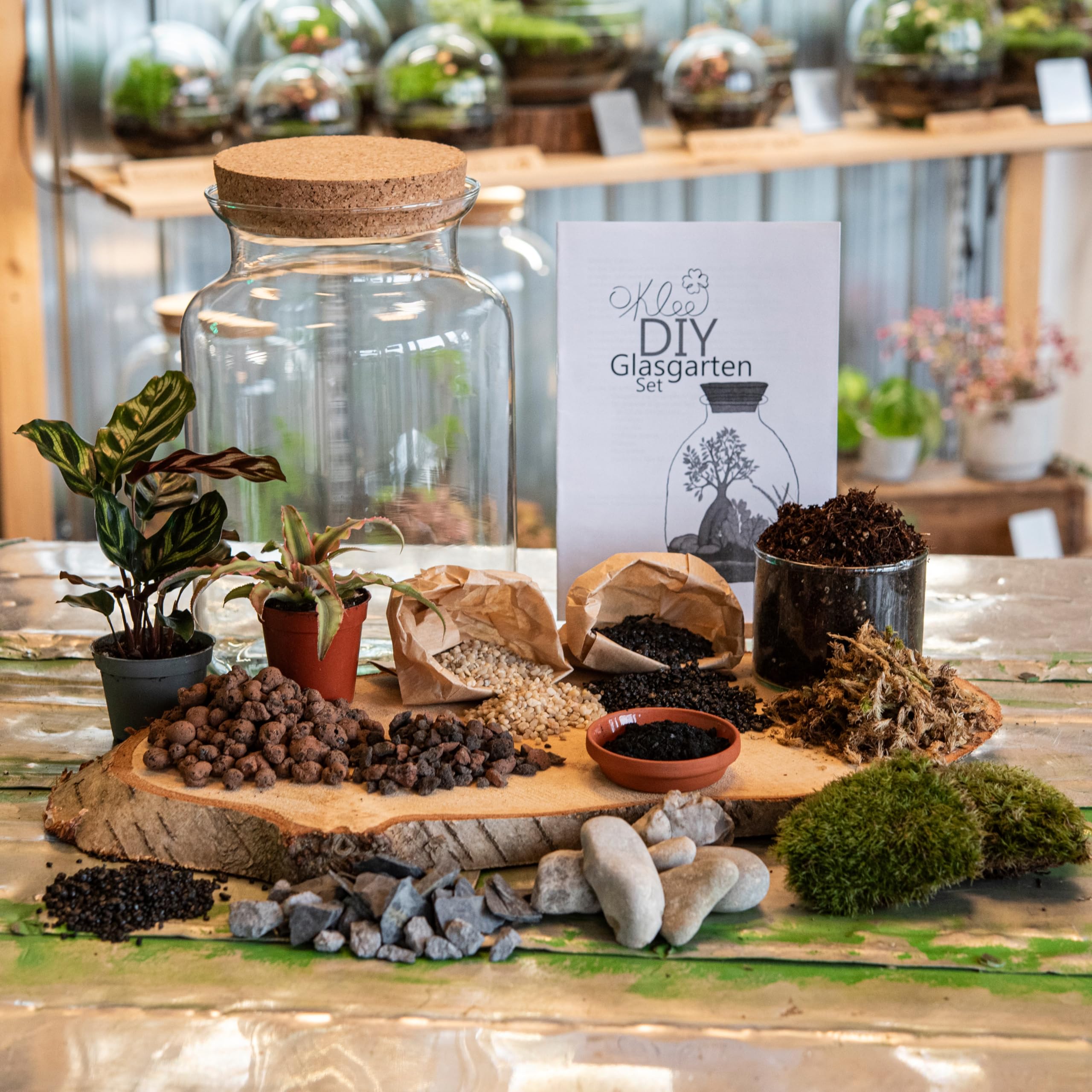 Glasgarten DIY Set „Kernige Fenja“ (Pflanzenterrarium/Flaschengarten)