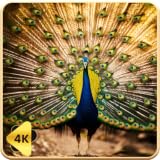 Peacock Paradise – Relaxing Bird TV Screensaver