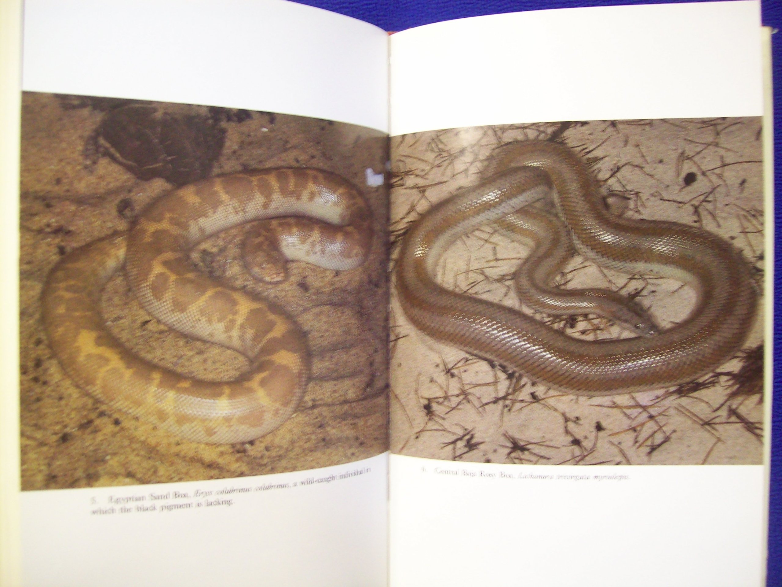 Keeping and Breeding Snakes