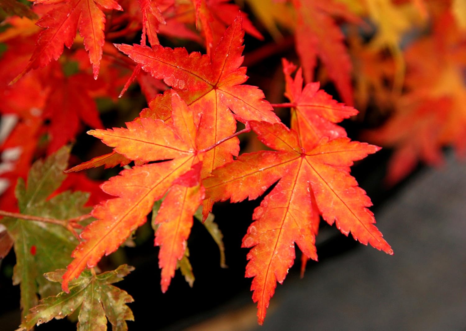 Coral Bark Japanese Maple Acer palmatum Sango Kaku 3 -Year Live Plant Brilliant Red Bark is Bright red, Year Round Beauty with a Spectacular Range of Leaf Color
