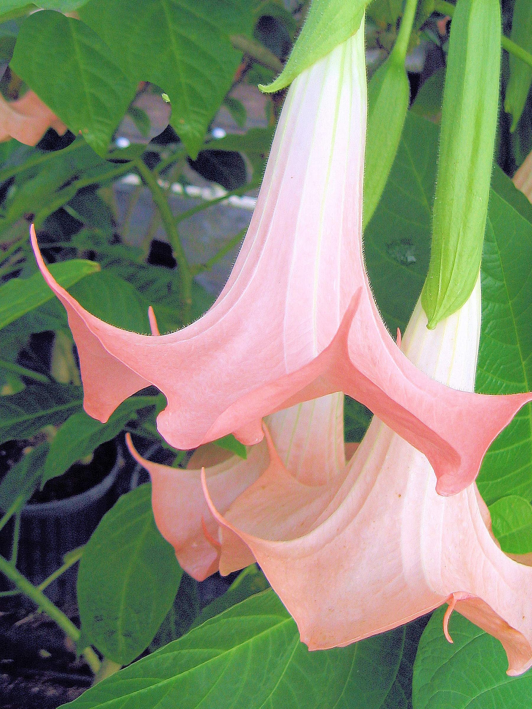 Amazon.com : Cherub - Dwarf Brugmansia Hybrid Angels Trumpet