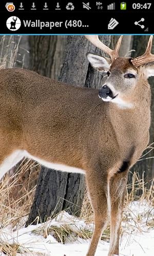 Whitetail or Mule - A Hunters Guide to Deer Hunting - Thumbnail 3
