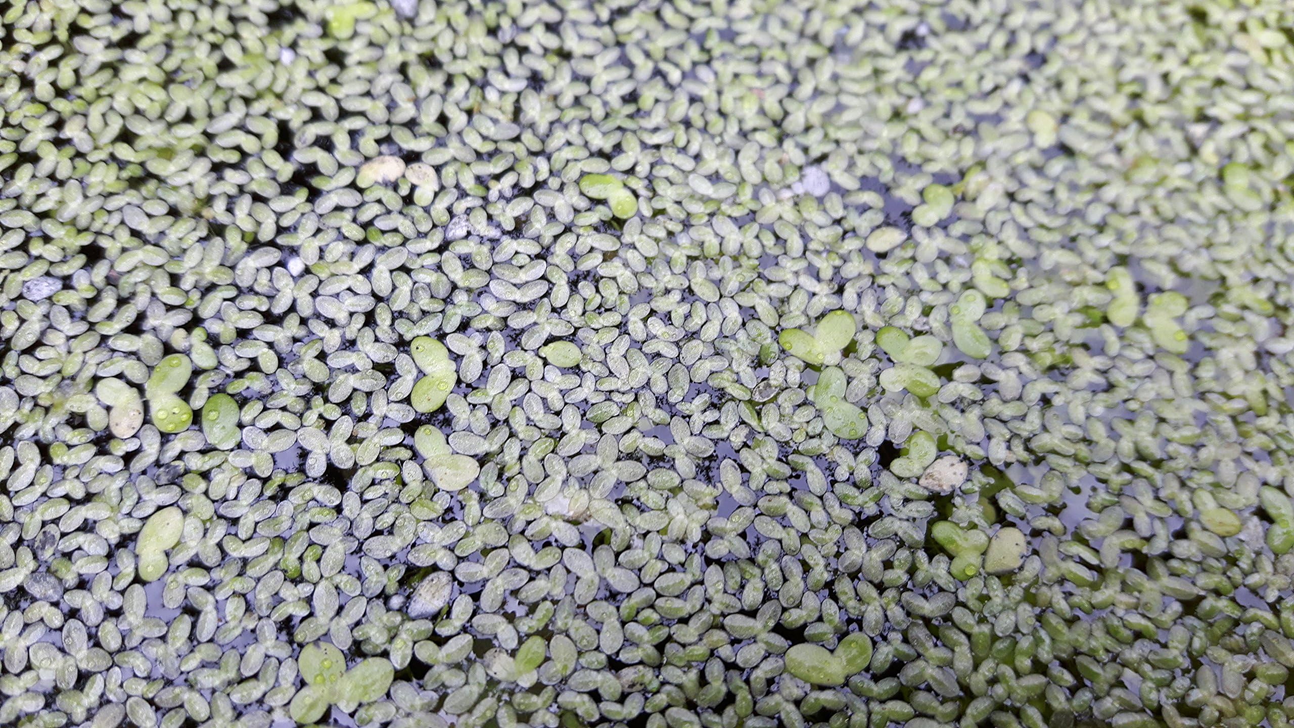 DUCK WEED POND PLANT SURFACE COVER
