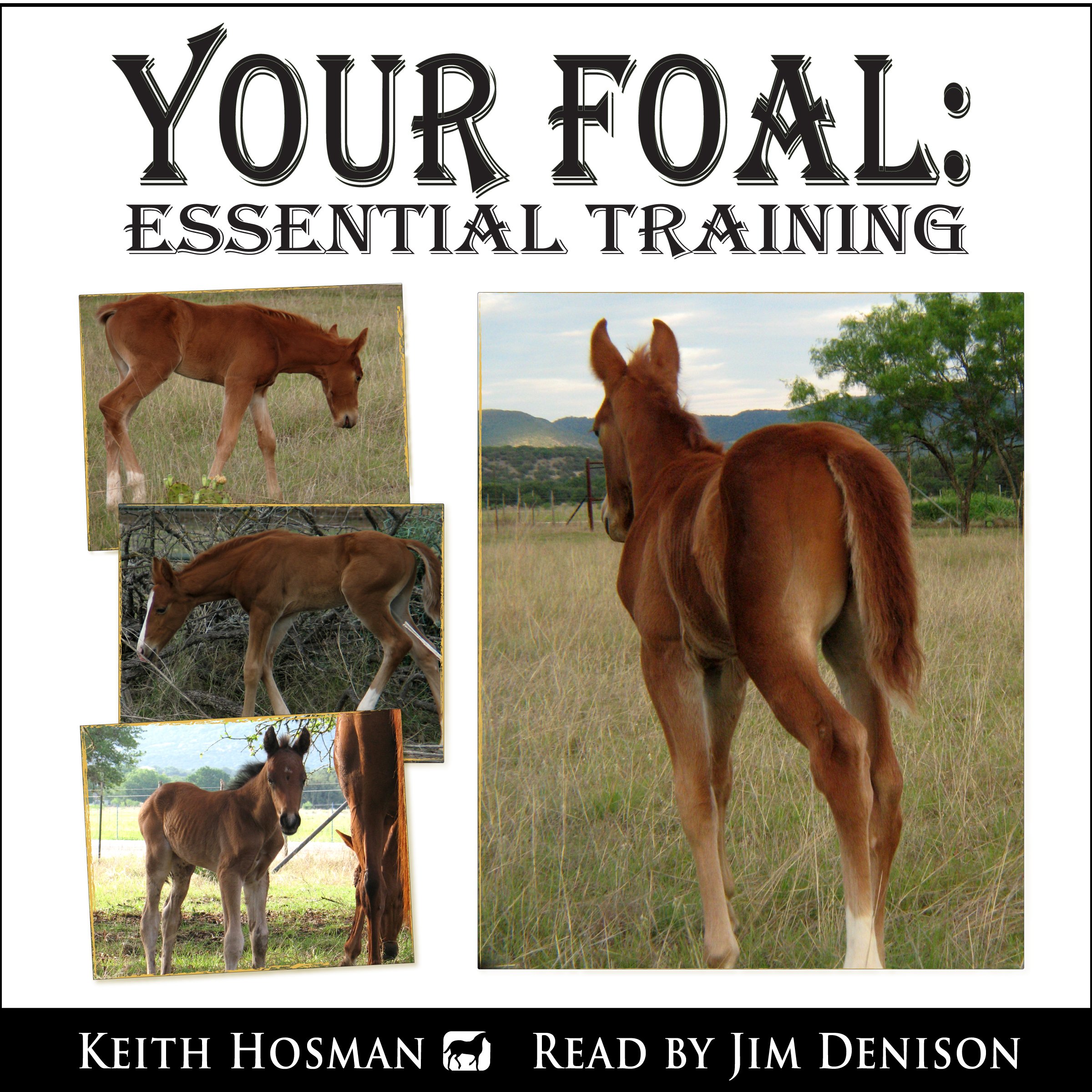 Cover art for Your Foal