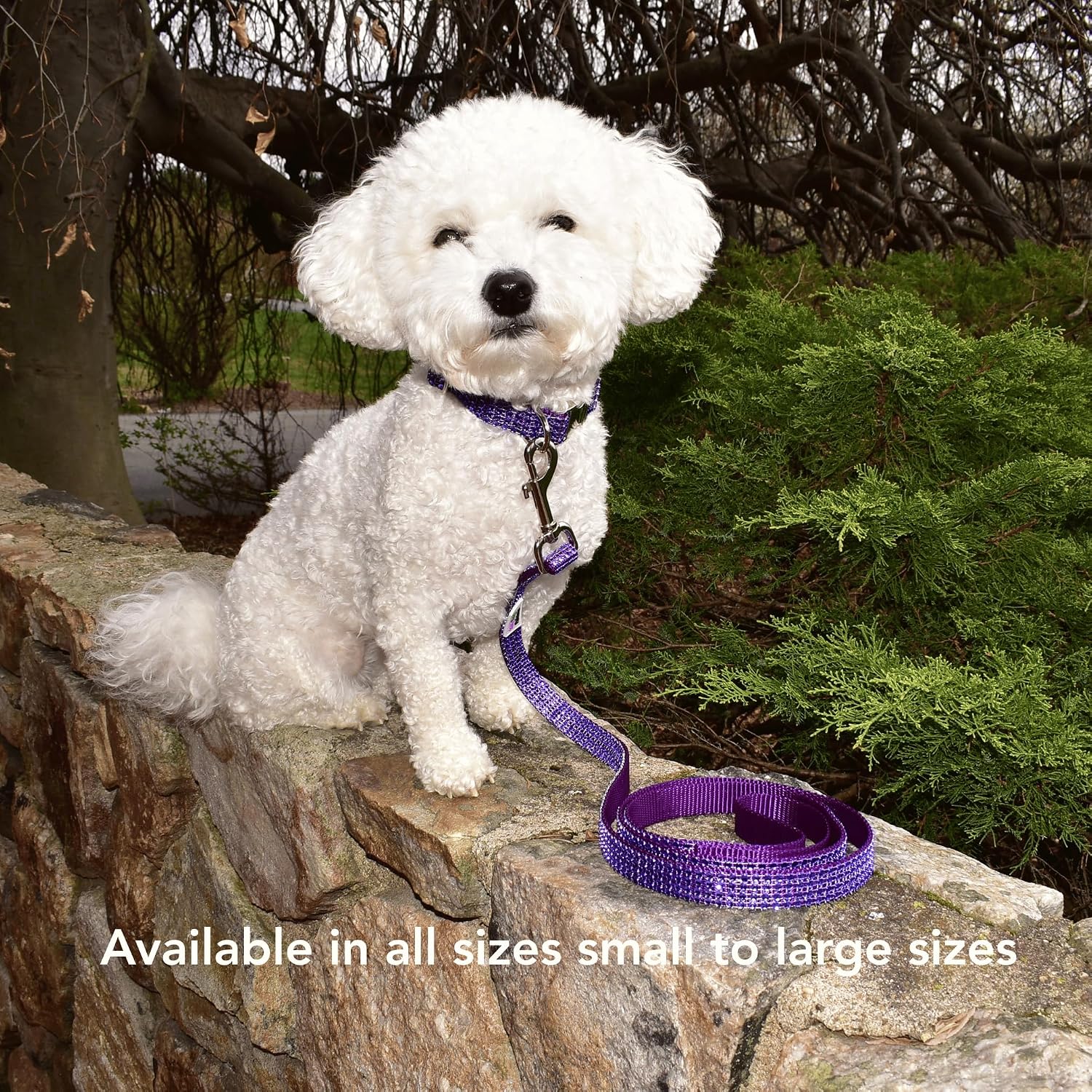 Fancy Rhinestone Dog Collar, Engraved Buckle & Leash Options, Handmade USA, Bling Dog Collars, Sparkling Personalized Pet Puppies Small Medium Large Dogs (Violet Purple, Small 3/4 x 10-15″)