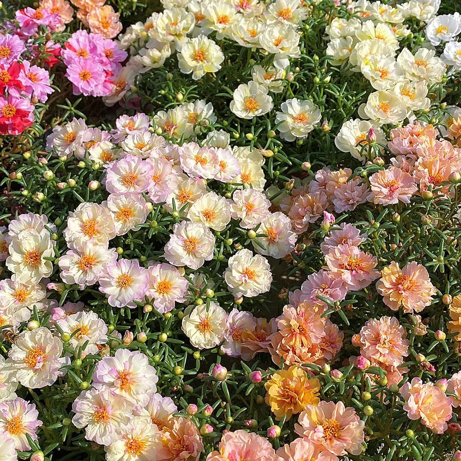 Moss Rose Seeds, 40,000+ Bulk Flower Seeds for Planting Outdoors(99% Pure Live, Non-GMO), Mixed Colors and Large Blooms, Attracts Pollinators, Easy to Grow