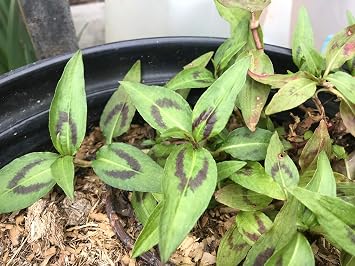 1 Starter Plant of Perennial Vietnamese Cilantro Rau Ram Herb Bare Root