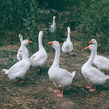 Copdock Mill Whole Maize Chicken Feed, 20kg - Premium Quality Yellow Maize - 100% Natural High In Fat and Rich In Energy Complementary Feed - Suitable for Poultry, Doves, Pigeons, Water and Game Birds