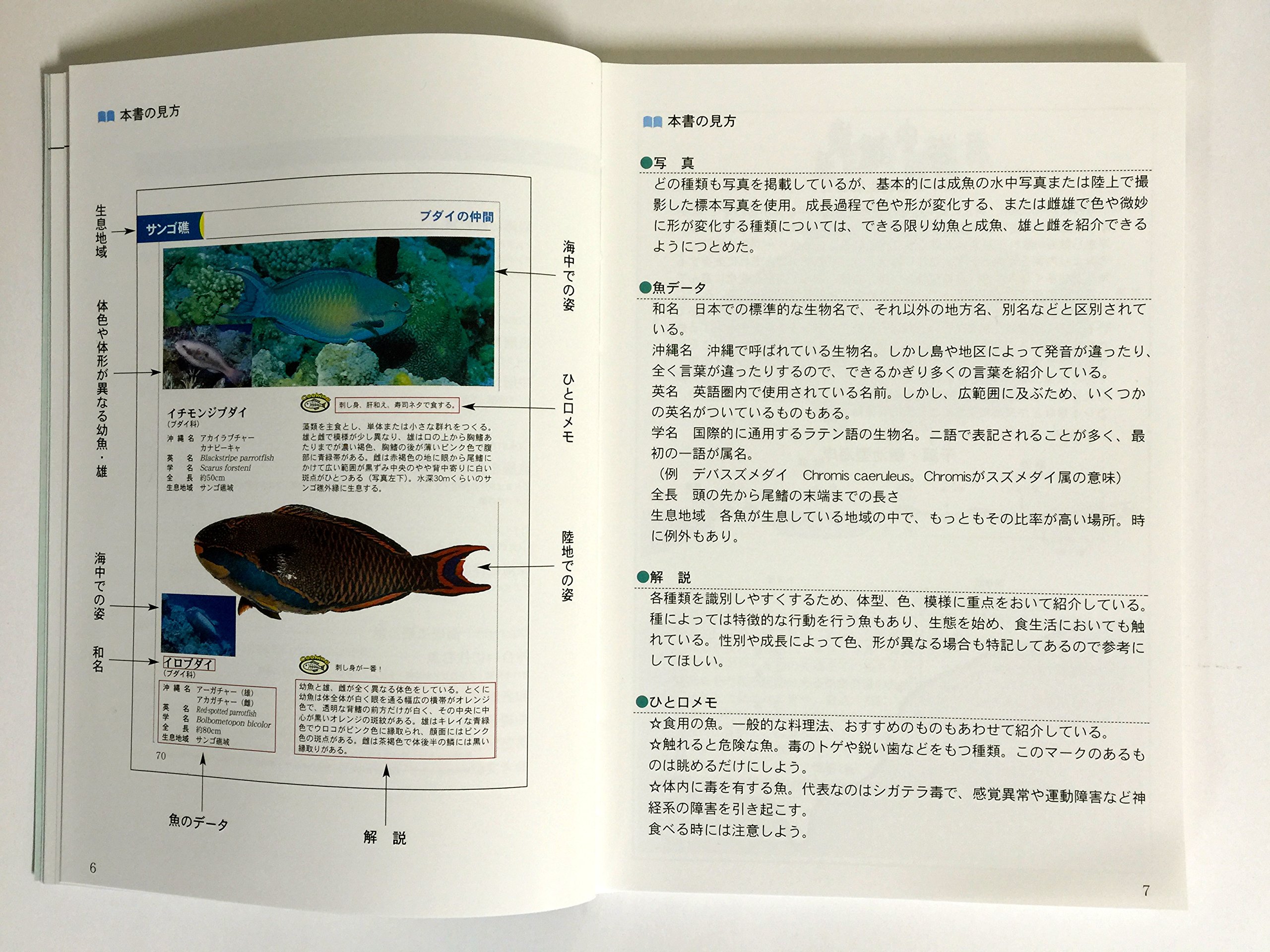 島言語 シマクトゥバ でわかる沖縄魚図鑑 悦 秀満 本 通販 Amazon