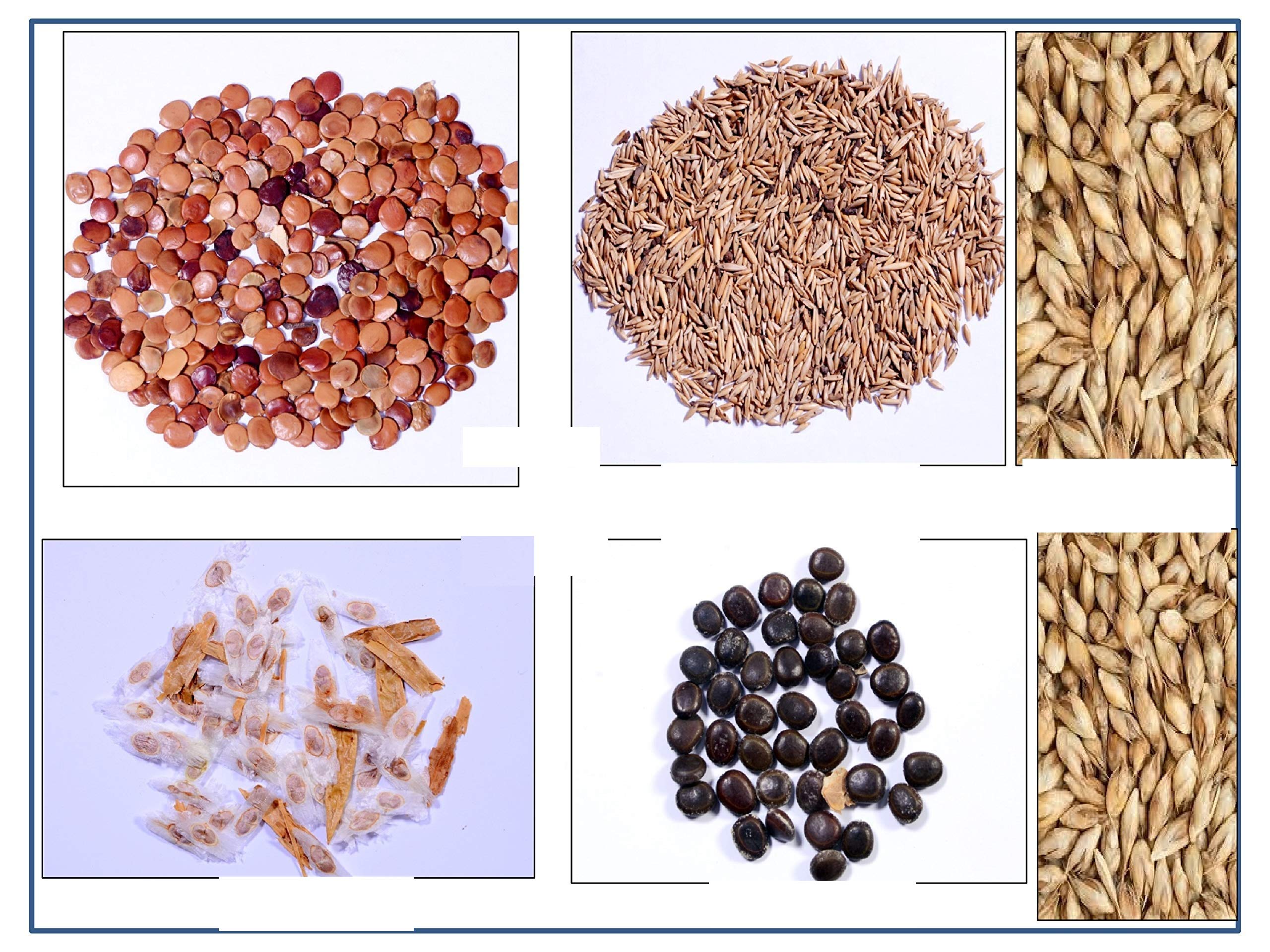 RK Seeds- Live Fencing Seeds - Acacia nilotica 100 g + Bamboo seeds (Bambusa arundinacea + Dendrocalamus strictus each 50 g) + Tecoma stans 50 g + Gliricidia sepium 50 g- (Pack of 5 (B07M9LP3BV) Amazon Price History, Amazon Price Tracker