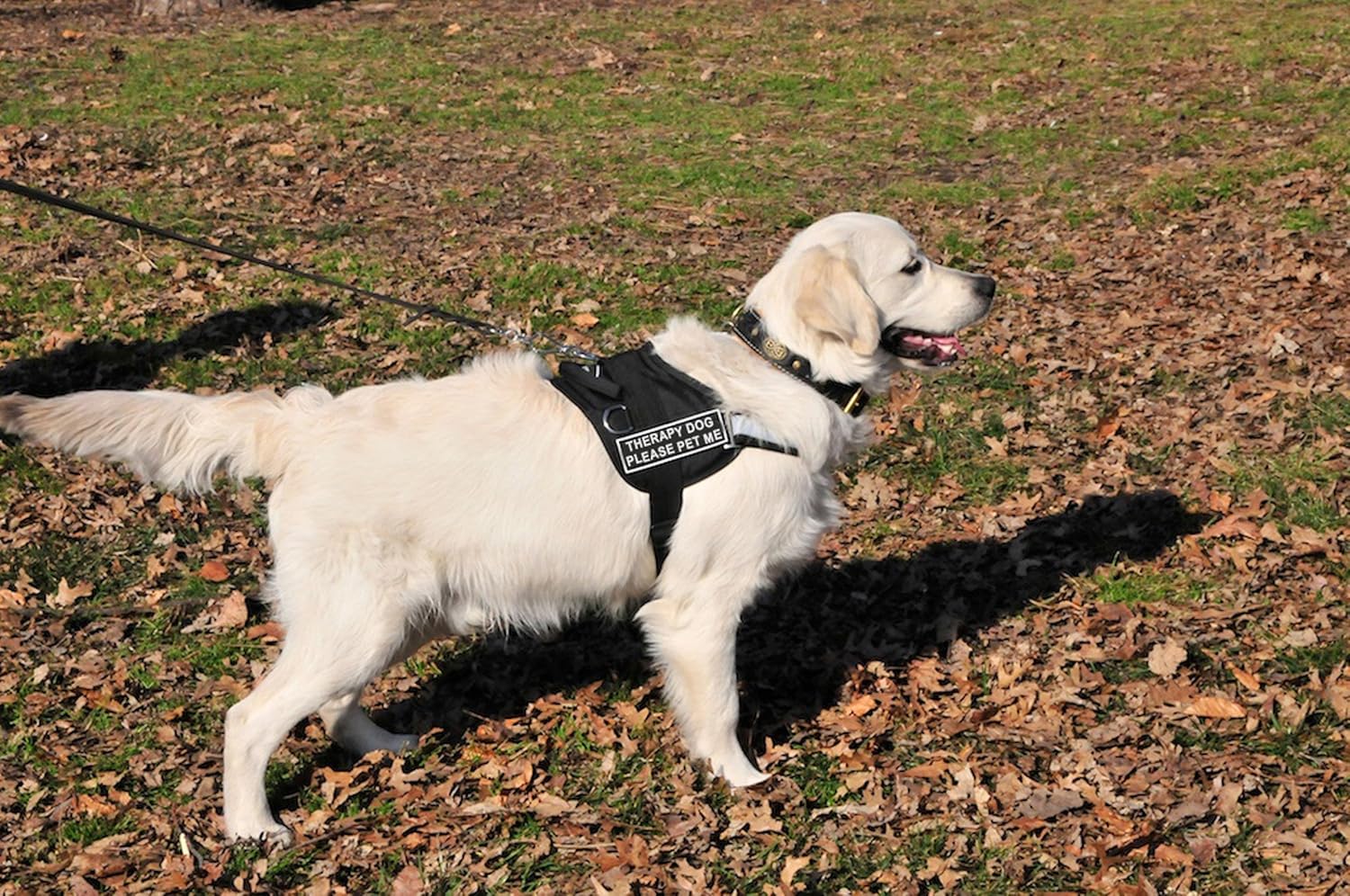 DT Works Harness, Therapy Dog Please Pet Me, Medium